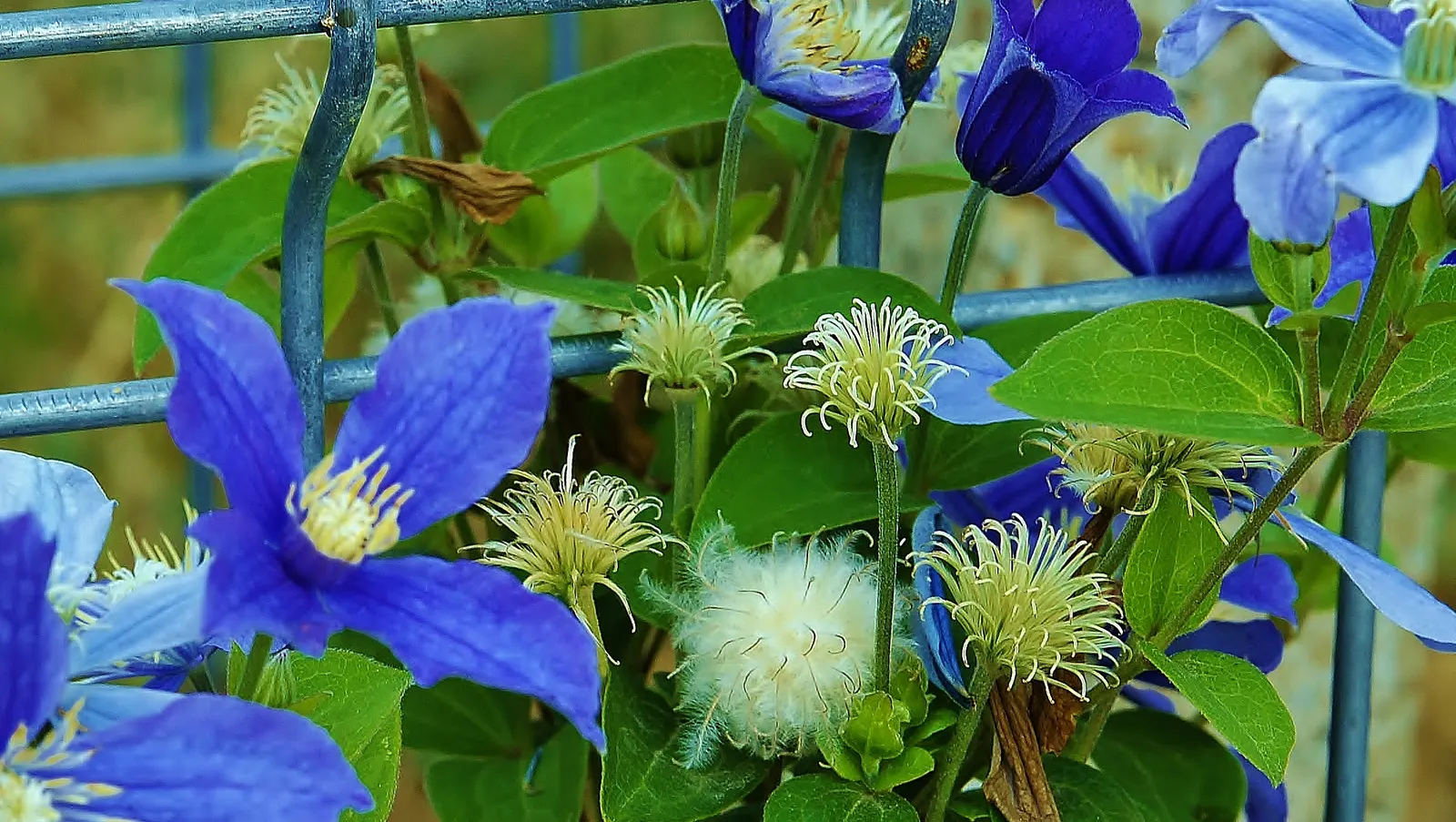 Blue Clematis (Clematis 'Mrs.Cholmondeley') — A stunning climber, ideal for trellises and arbors; or arbors to showcase its vertical beauty, image 75