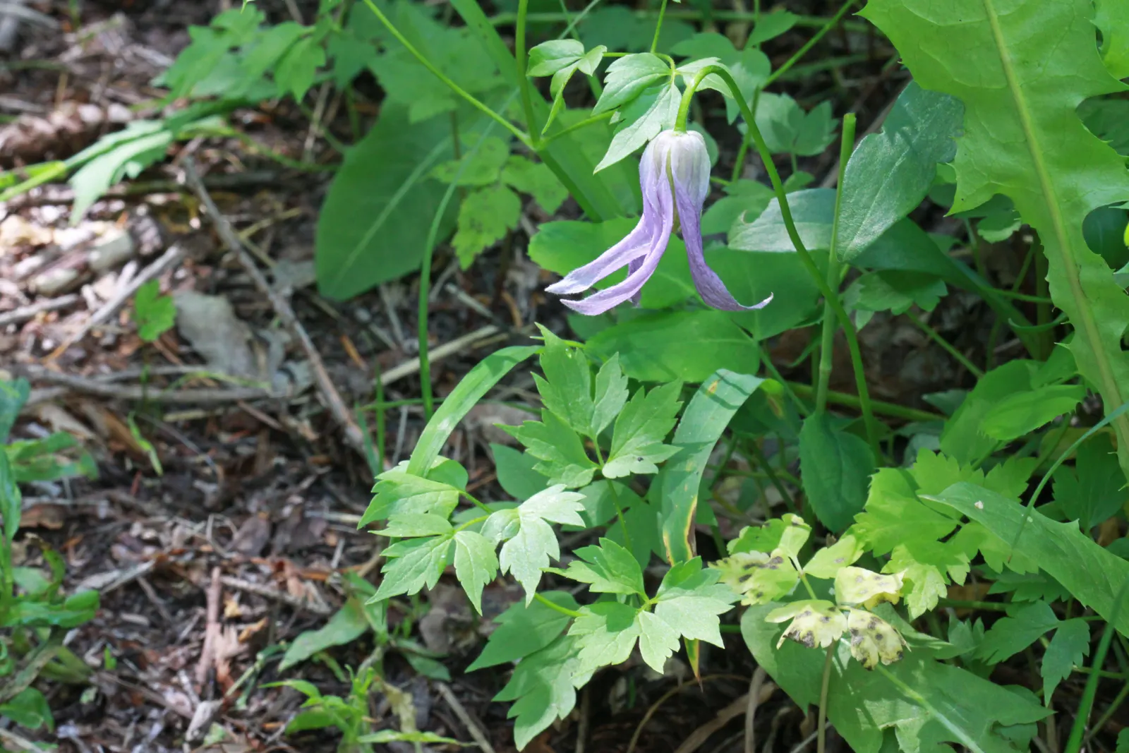 Blue Clematis (Clematis 'Mrs.Cholmondeley') — vine for full or half; hardy in USDA zones 4 through 8, Clematis 'Mrs, image 69