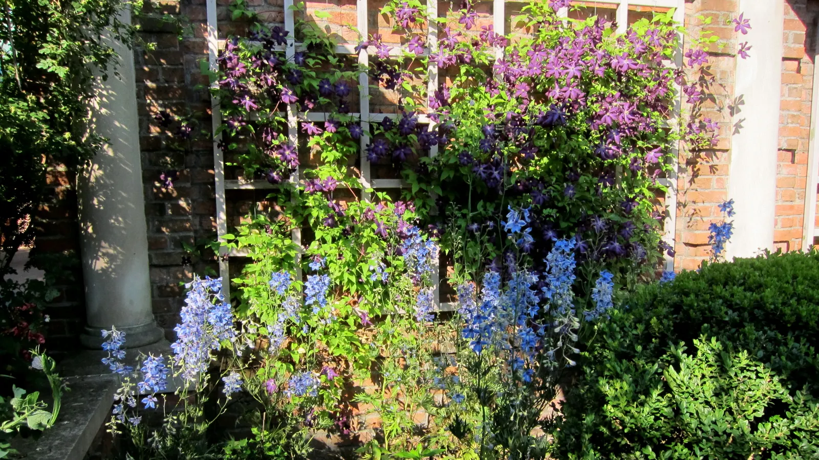 Blue Clematis (Clematis 'Mrs.Cholmondeley') — Soil should be well-draining and fertile, with a consistent moisture level maintained