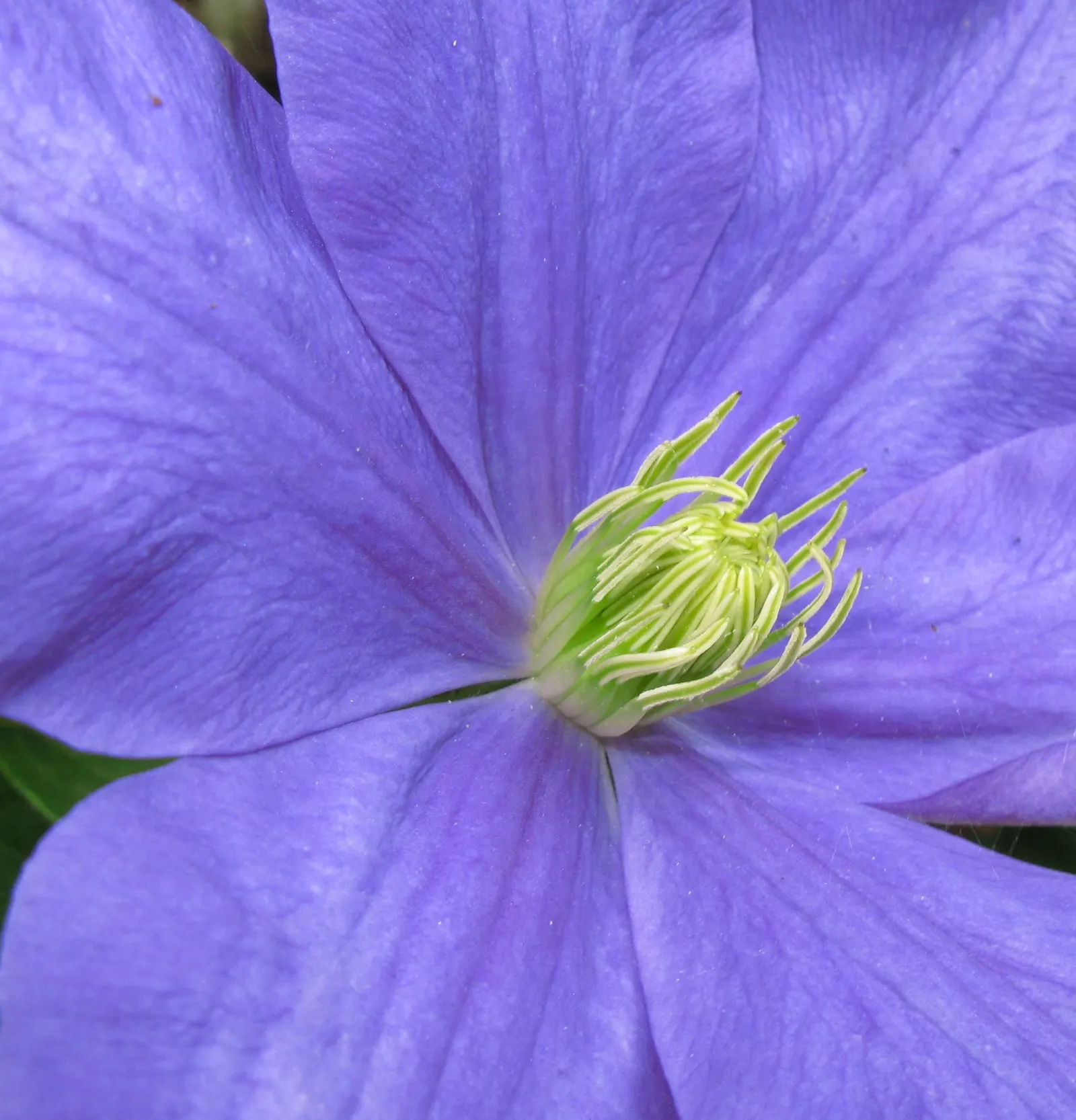 Blue Clematis (Clematis 'Mrs.Cholmondeley') — blue and lavender flowers in the garden; a stunning climber, ideal for trellises and arbors, image 67