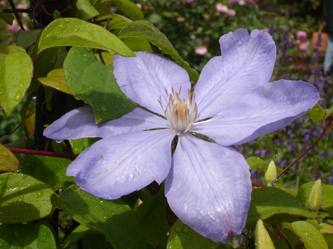 Blue Clematis (Clematis 'Mrs.Cholmondeley') — lavender-blue flowers‚Äîup to 7 inches in diameter‚Äîwith contrasting creamy stamens; this variety, image 71