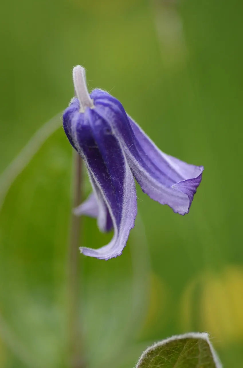 Blue Clematis (Clematis 'Mrs.Cholmondeley') — This variety blooms prolifically from late spring through early summer; prune lightly in late winter, image 80