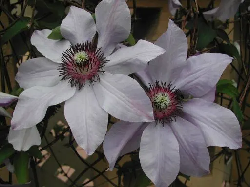 Blue Clematis (Clematis 'Mrs.Cholmondeley') — vine for full or half