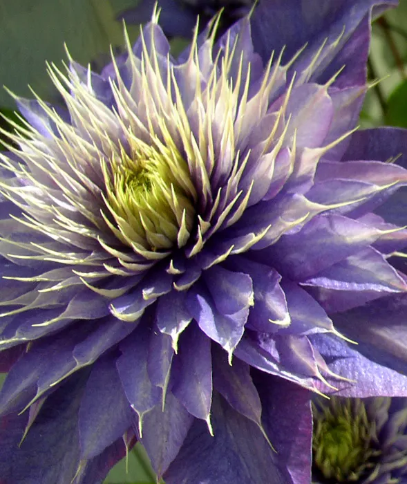 Blue Clematis (Clematis 'Mrs.Cholmondeley') — Cholmondeley', is a cherished cultivar acclaimed for its sizable, arresting blue-violet flowers; the Blue