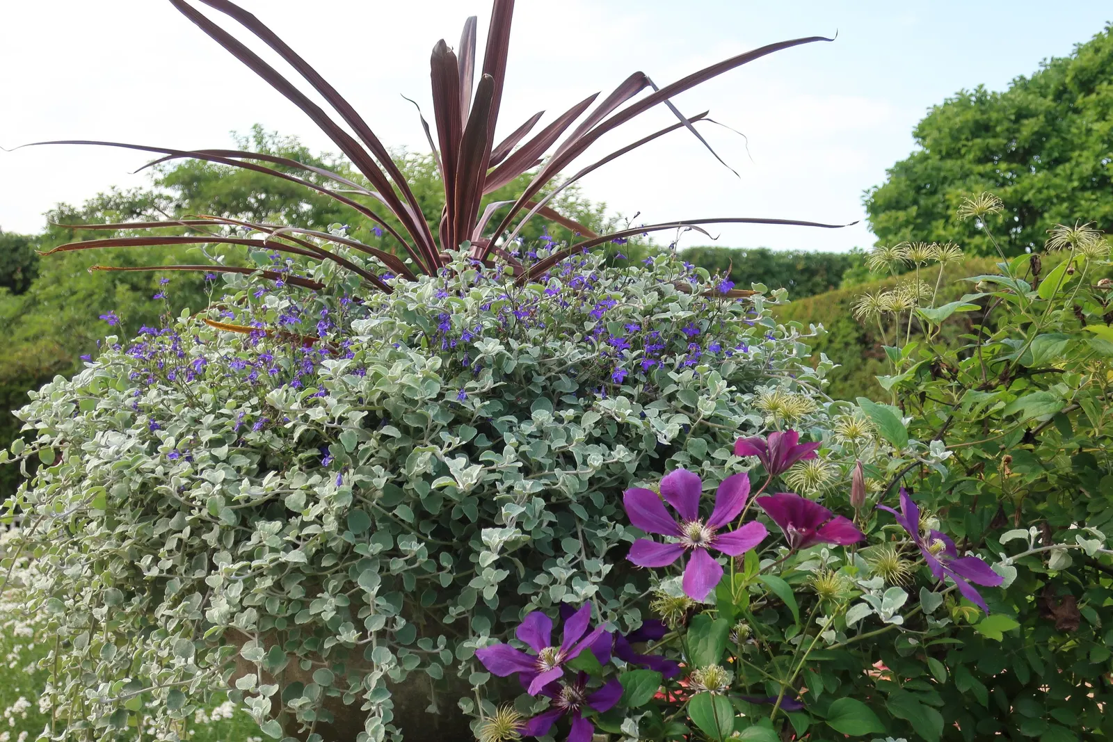 Blue Clematis (Clematis 'Mrs.Cholmondeley') — Cholmondeley', is a cherished cultivar acclaimed for its sizable, arresting blue-violet flowers; the, image 54