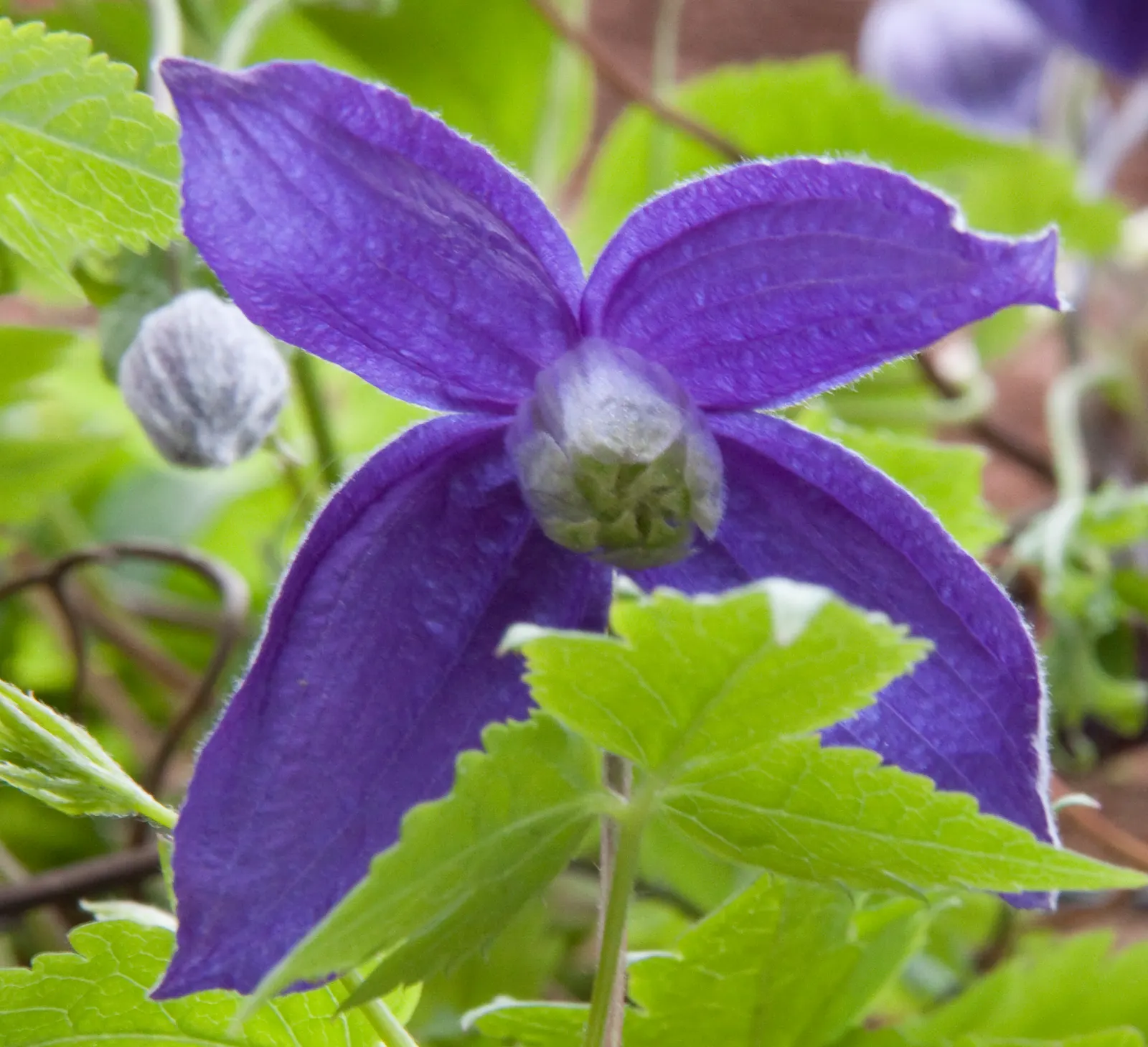 Blue Clematis (Clematis 'Mrs.Cholmondeley') — Cholmondeley' is a Group 2 or B type, indicating that it produces flowers on both old and new wood, image 58
