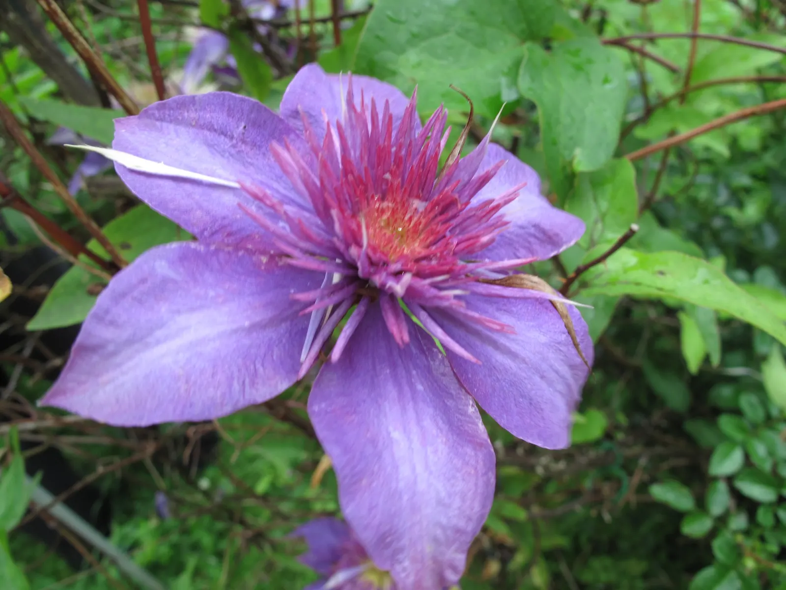 Blue Clematis (Clematis 'Mrs.Cholmondeley') — Cholmondeley' is an early bloomer