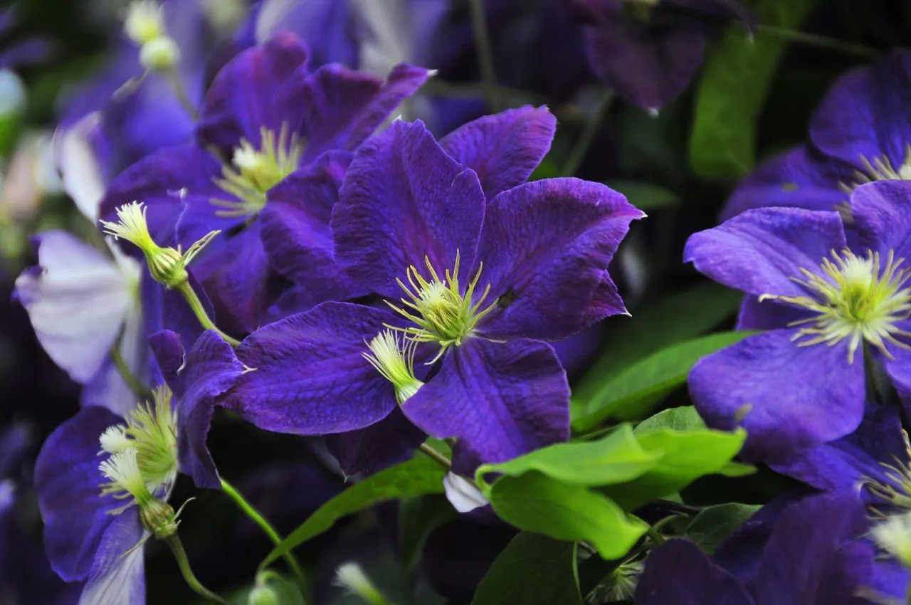 Blue Clematis (Clematis 'Mrs.Cholmondeley') — it requires support such as trellises; with an average of six to eight sepals that resemble petals, image 61