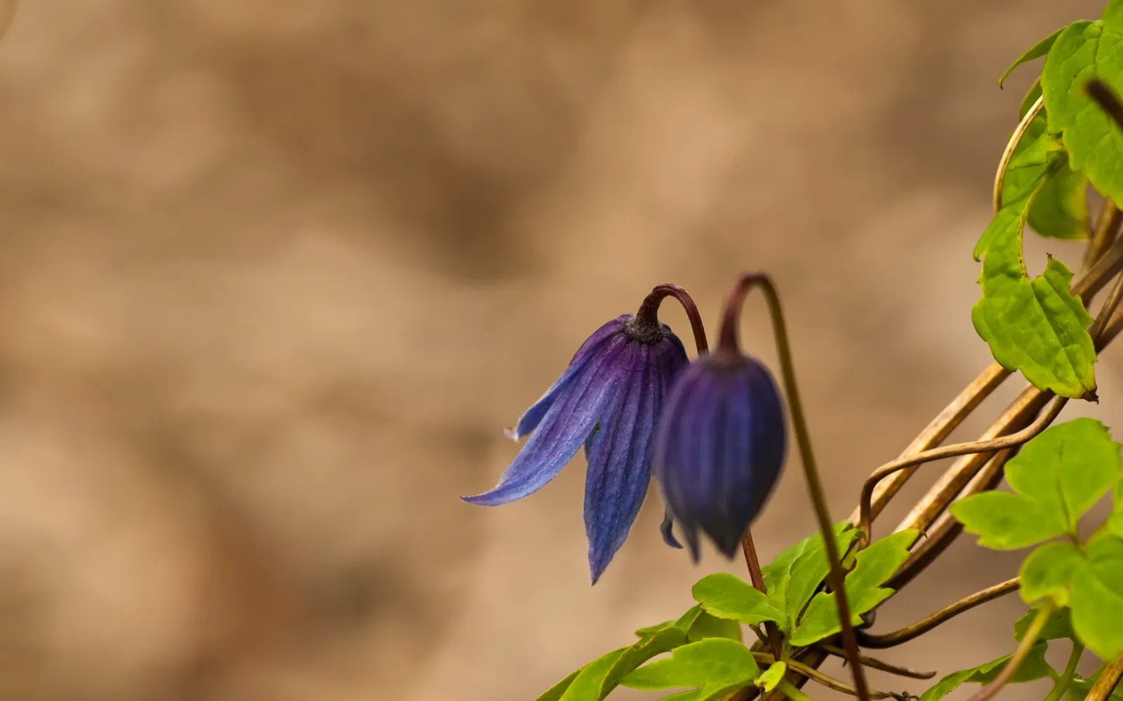 Blue Clematis (Clematis 'Mrs.Cholmondeley') — When integrating into a landscape