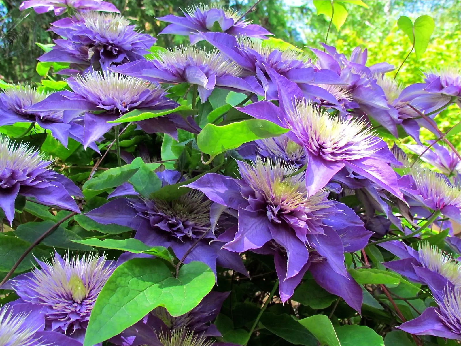 Blue Clematis (Clematis 'Mrs.Cholmondeley') — with a spread of 3 to 4 feet