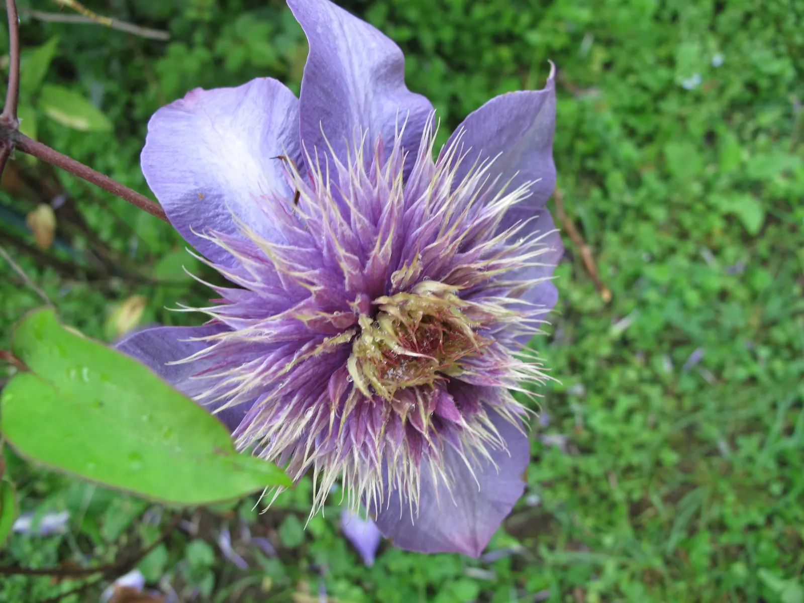 Blue Clematis (Clematis 'Mrs.Cholmondeley') — Soil should be well-draining and fertile, with a consistent moisture level maintained; it requires support such