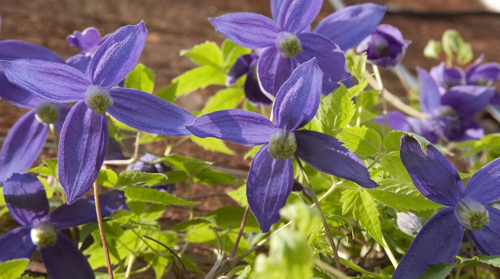 Blue Clematis (Clematis 'Mrs.Cholmondeley') — Thriving in USDA zones 4-9, it reaches heights of 8-12 feet and spreads 3-4 feet; providing the plant, image 49