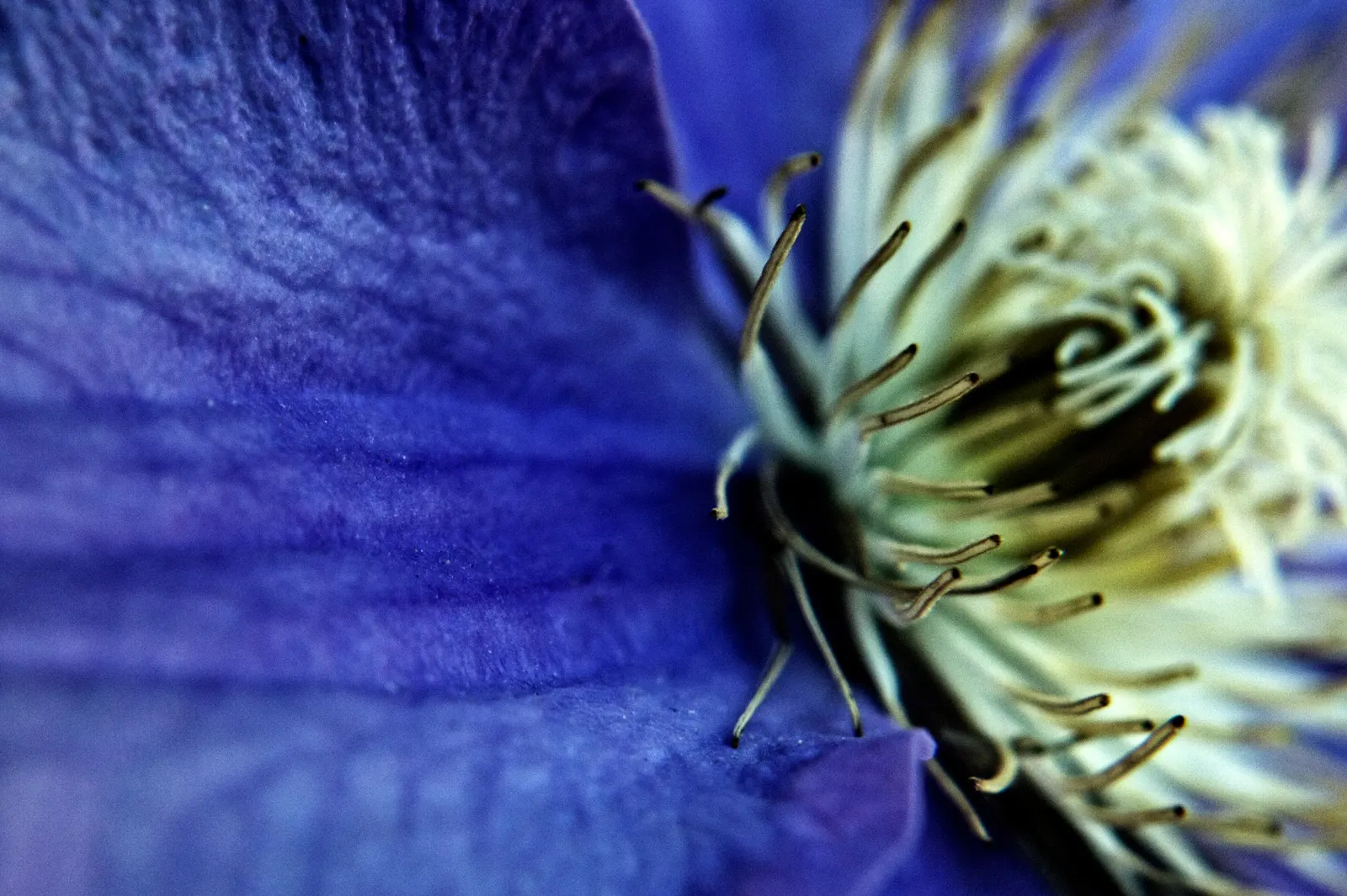 Blue Clematis (Clematis 'Mrs.Cholmondeley') — This variety blooms prolifically from late spring through early summer; prune lightly in late winter, image 57
