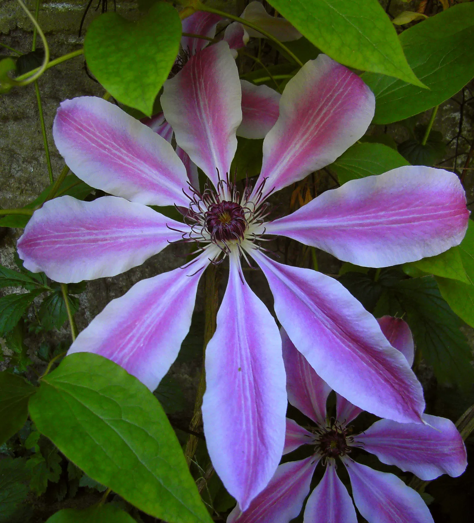 Blue Clematis (Clematis 'Mrs.Cholmondeley') — This variety blooms prolifically from late spring through early summer
