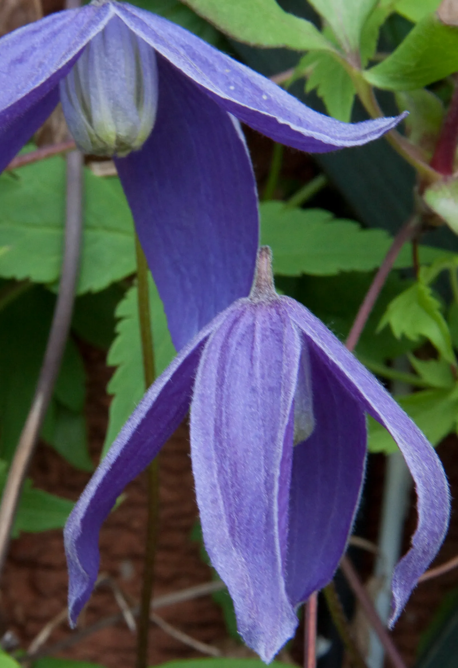 Blue Clematis (Clematis 'Mrs.Cholmondeley') — Soil should be well-draining and fertile, with a consistent moisture level maintained; it requires, image 65
