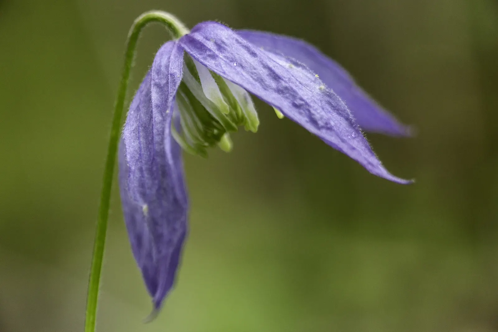 Blue Clematis (Clematis 'Mrs.Cholmondeley') — A stunning climber, ideal for trellises and arbors; or arbors to showcase its vertical beauty, image 52