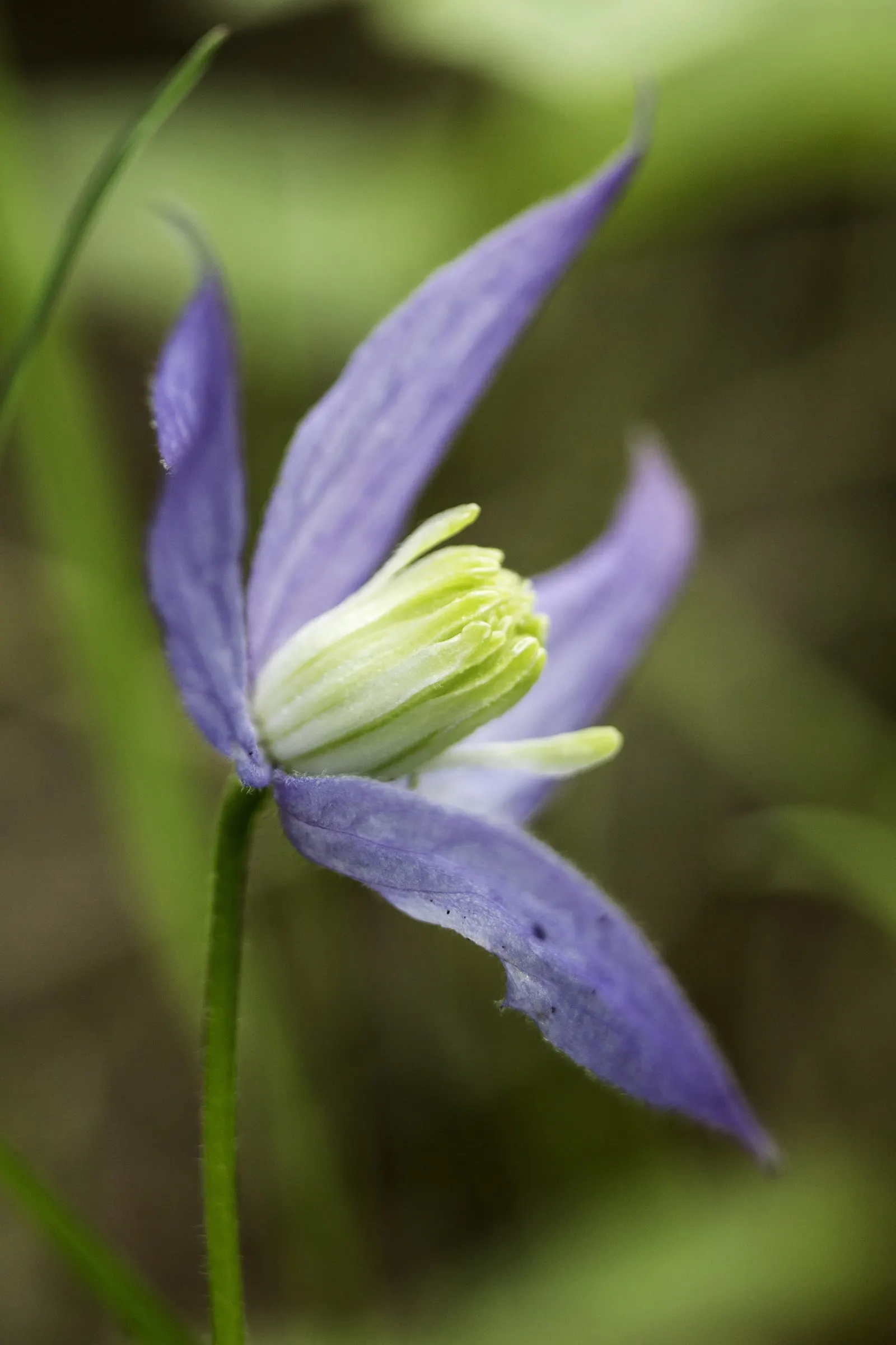 Blue Clematis (Clematis 'Mrs.Cholmondeley') — it requires support such as trellises; with an average of six to eight sepals that resemble petals