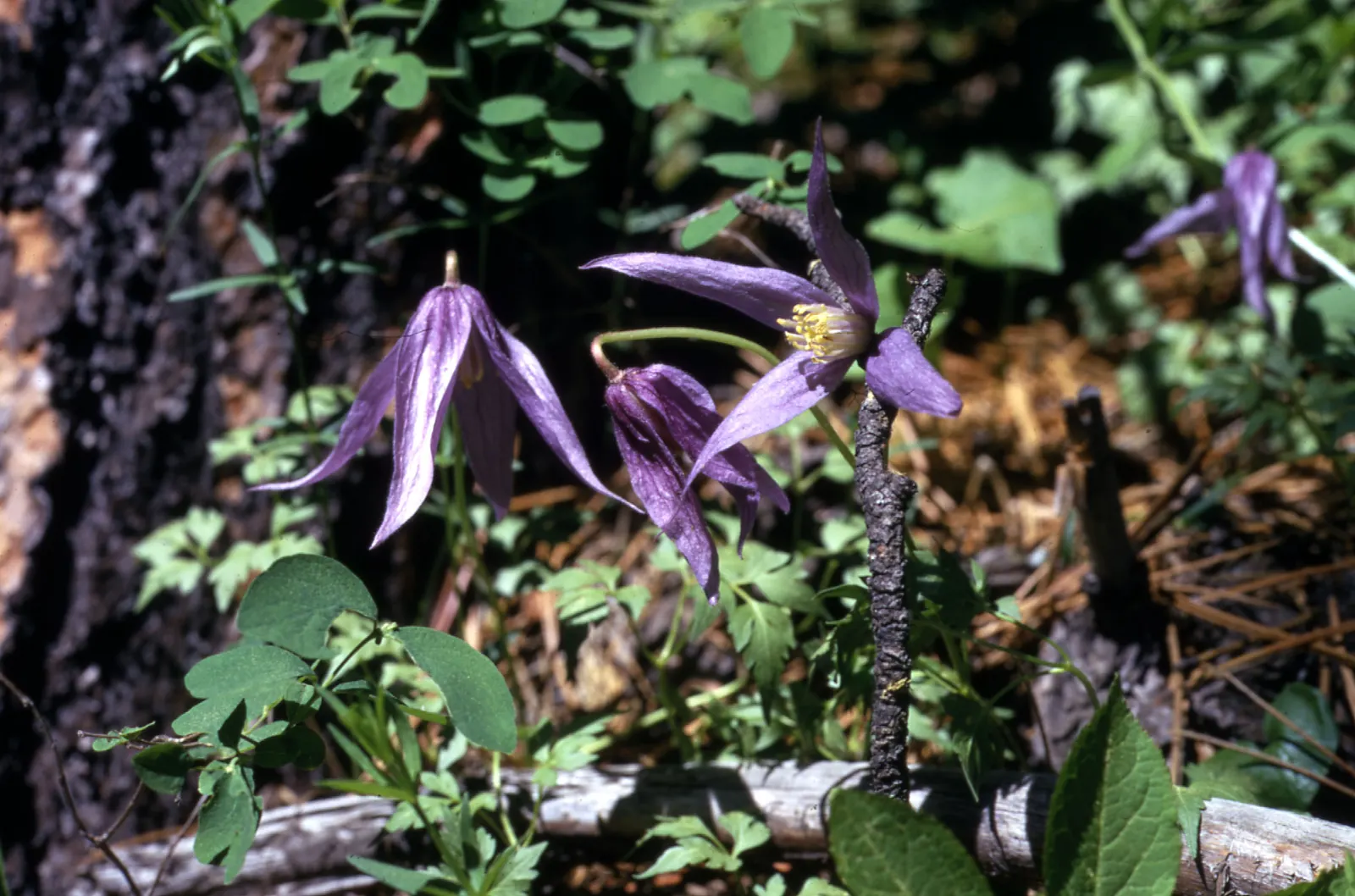 Blue Clematis (Clematis 'Mrs.Cholmondeley') — Plant in well-drained soil with the base shaded and crown in full sun to partial shade; lavender-blue, image 73