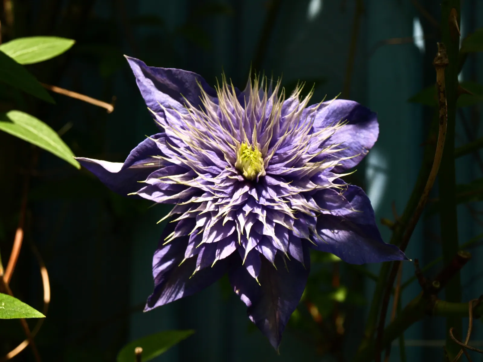 Blue Clematis (Clematis 'Mrs.Cholmondeley') — The Blue Clematis, notably the Clematis 'Mrs