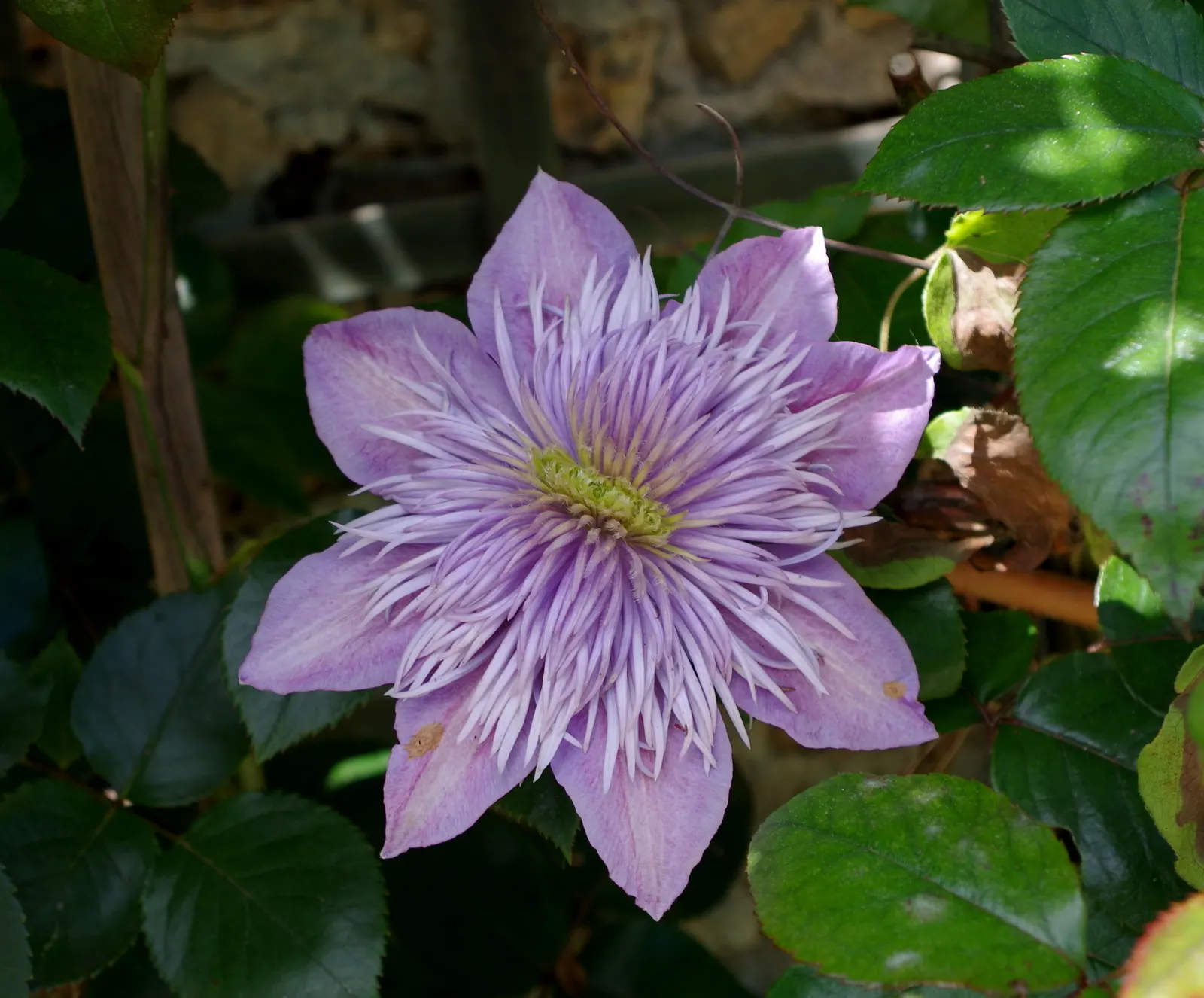 Blue Clematis (Clematis 'Mrs.Cholmondeley') — or arbors to showcase its vertical beauty; an east- or west-facing position is ideal, image 85