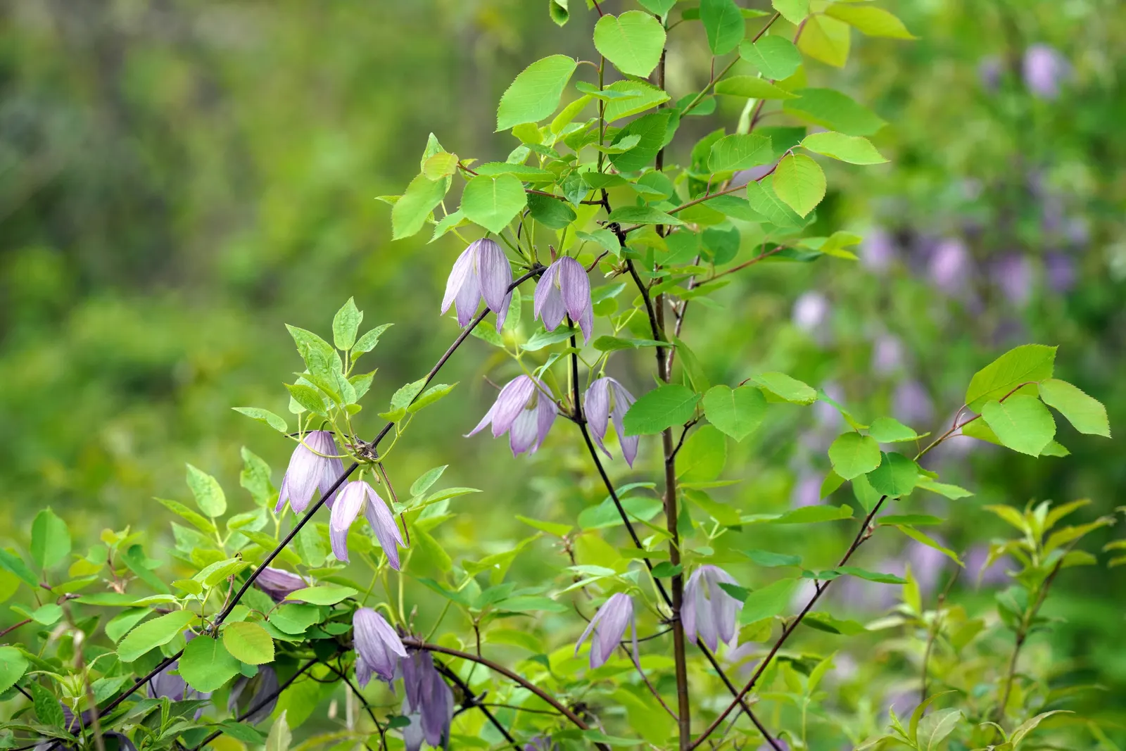 Blue Clematis (Clematis 'Mrs.Cholmondeley') — vine for full or half; hardy in USDA zones 4 through 8, Clematis 'Mrs