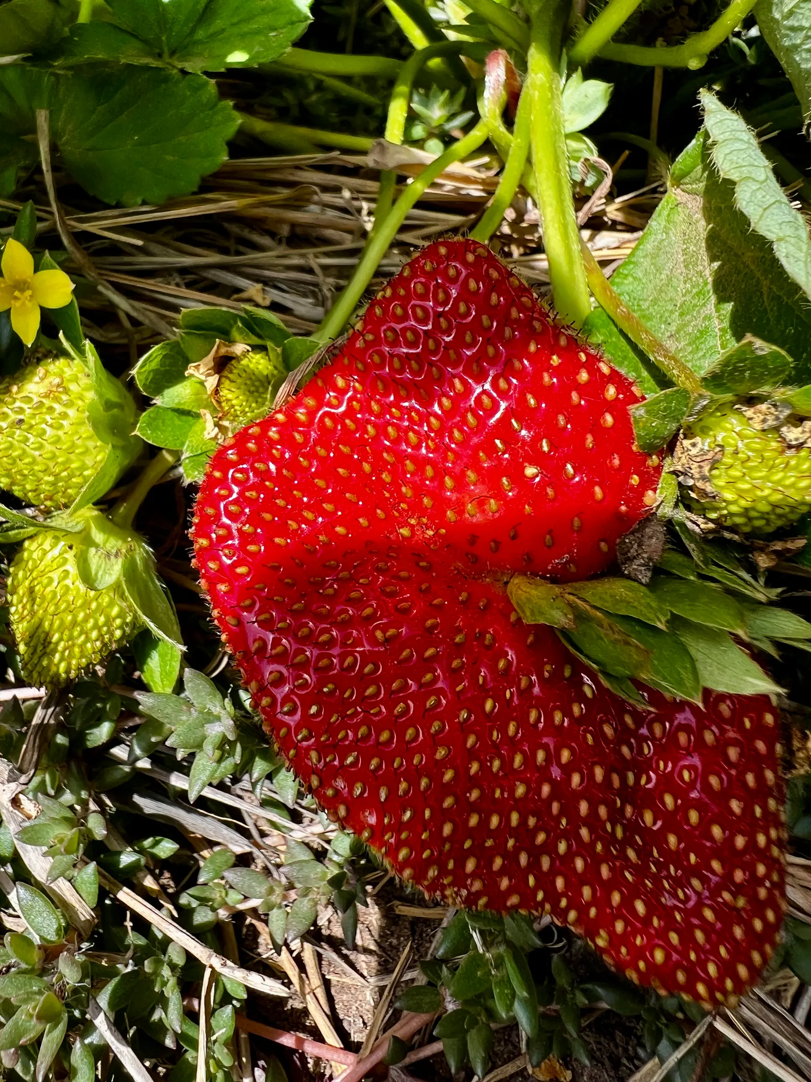 Strawberry (Fragaria X Ananassa) — ground cover / perennial with white blooms; loamy soil enriched with organic matter