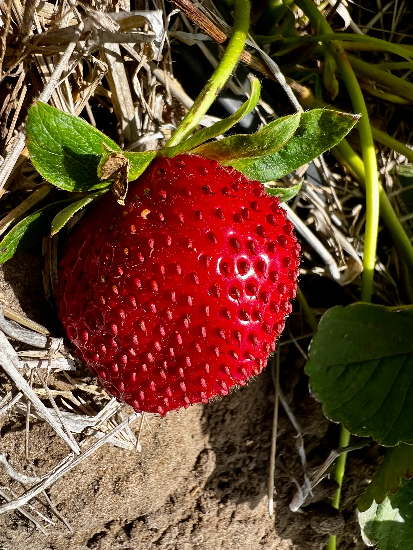 Strawberry (Fragaria X Ananassa) — As an integral part of any edible landscape design; ground cover / perennial with white blooms