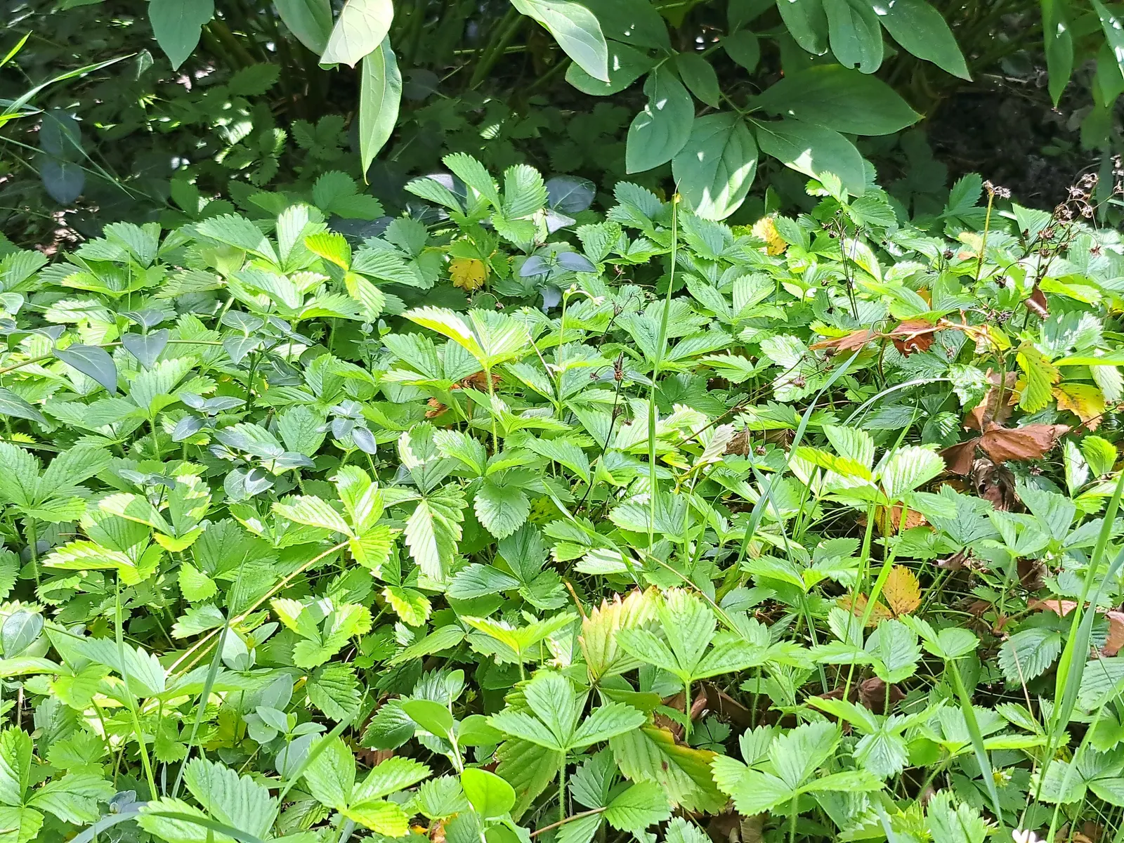 Strawberry (Fragaria X Ananassa) — This herbaceous plant has a spread of 12-24 inches