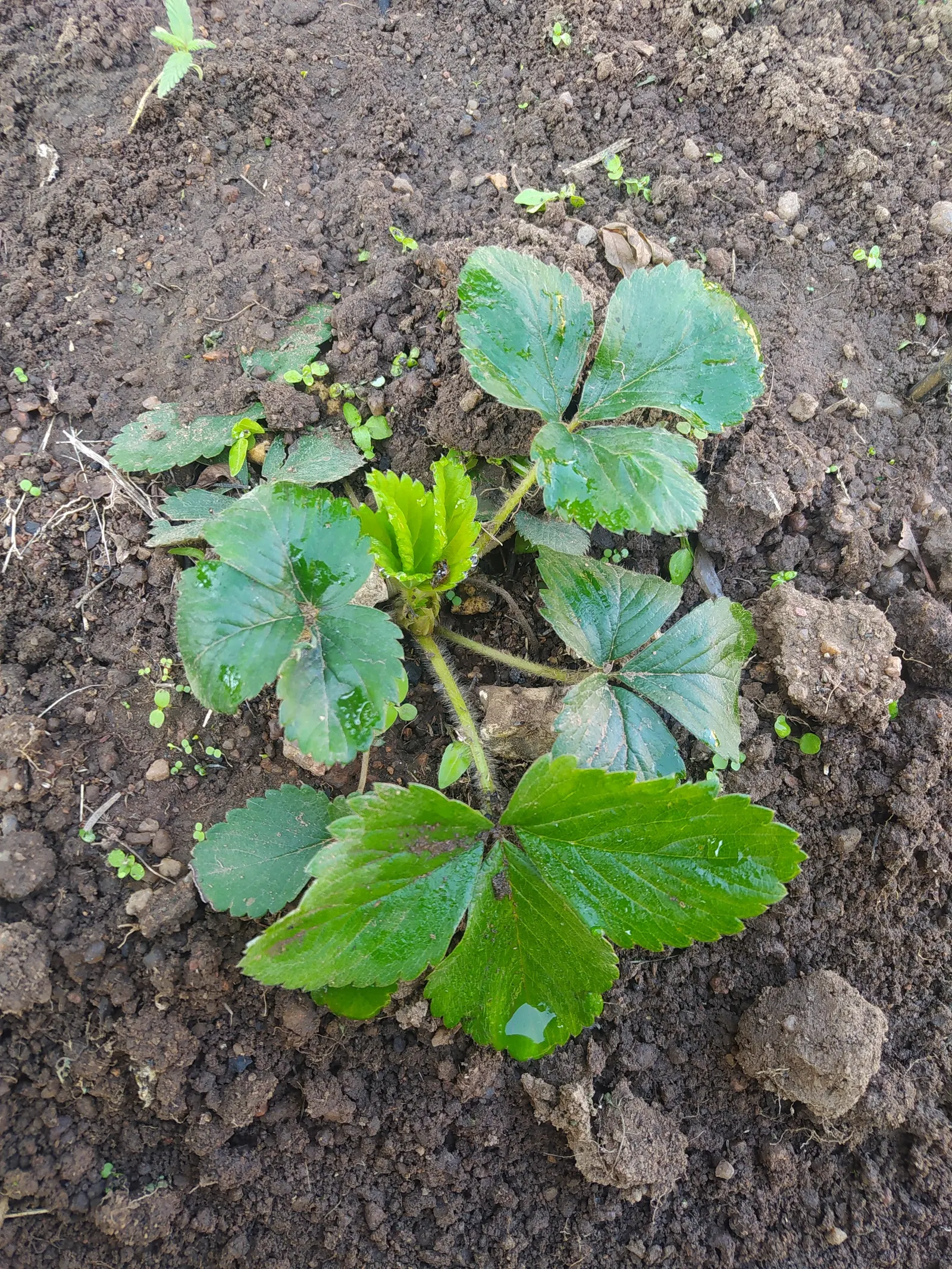 Strawberry (Fragaria X Ananassa) — offering a prolonged season of interest and yield.<br><br>Strawberries demand well-drained