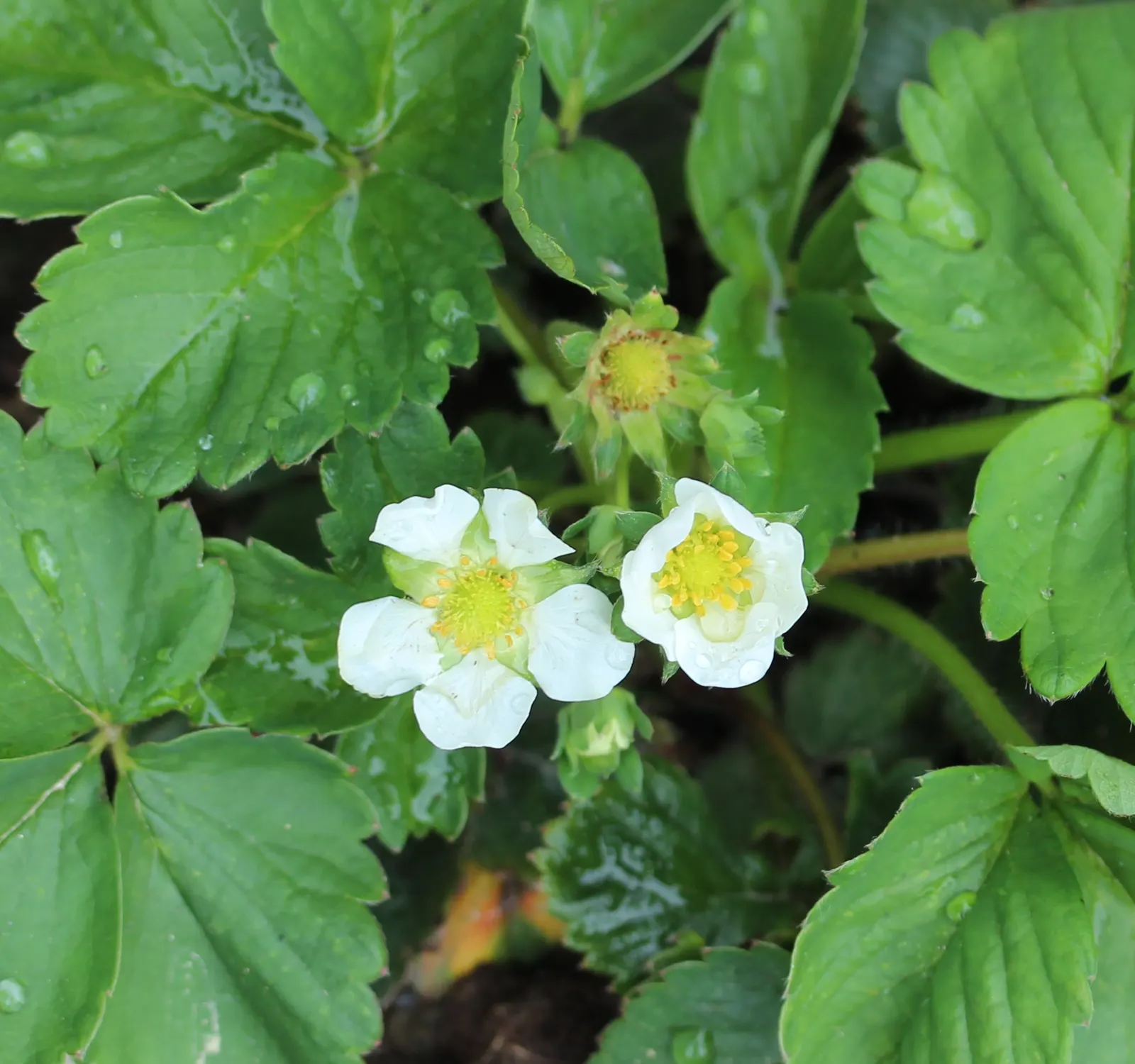 Strawberry (Fragaria X Ananassa) — thriving with at least six to eight hours of direct sunlight per day; five-petalled flowers in spring
