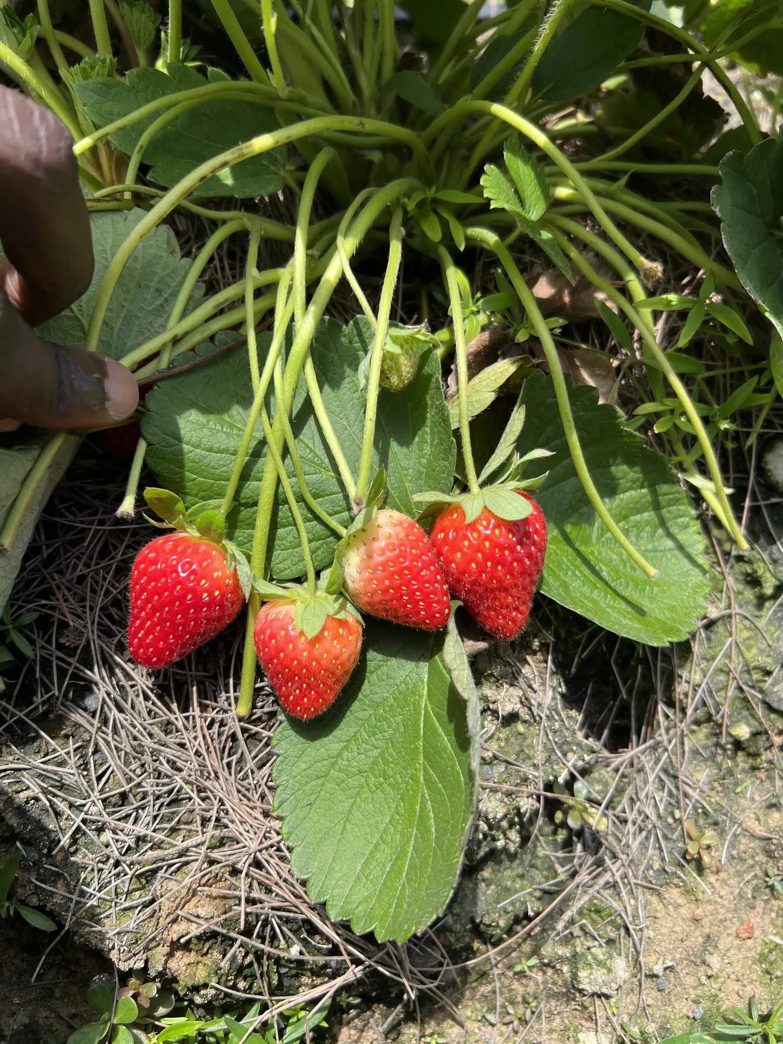 Strawberry (Fragaria X Ananassa) — As an integral part of any edible landscape design