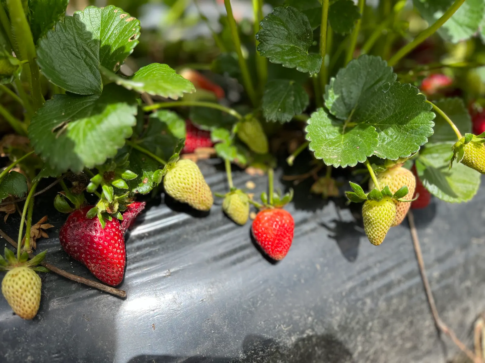 Strawberry (Fragaria X Ananassa) — This herbaceous plant has a spread of 12-24 inches; with a spread of 12 to 24 inches, image 83