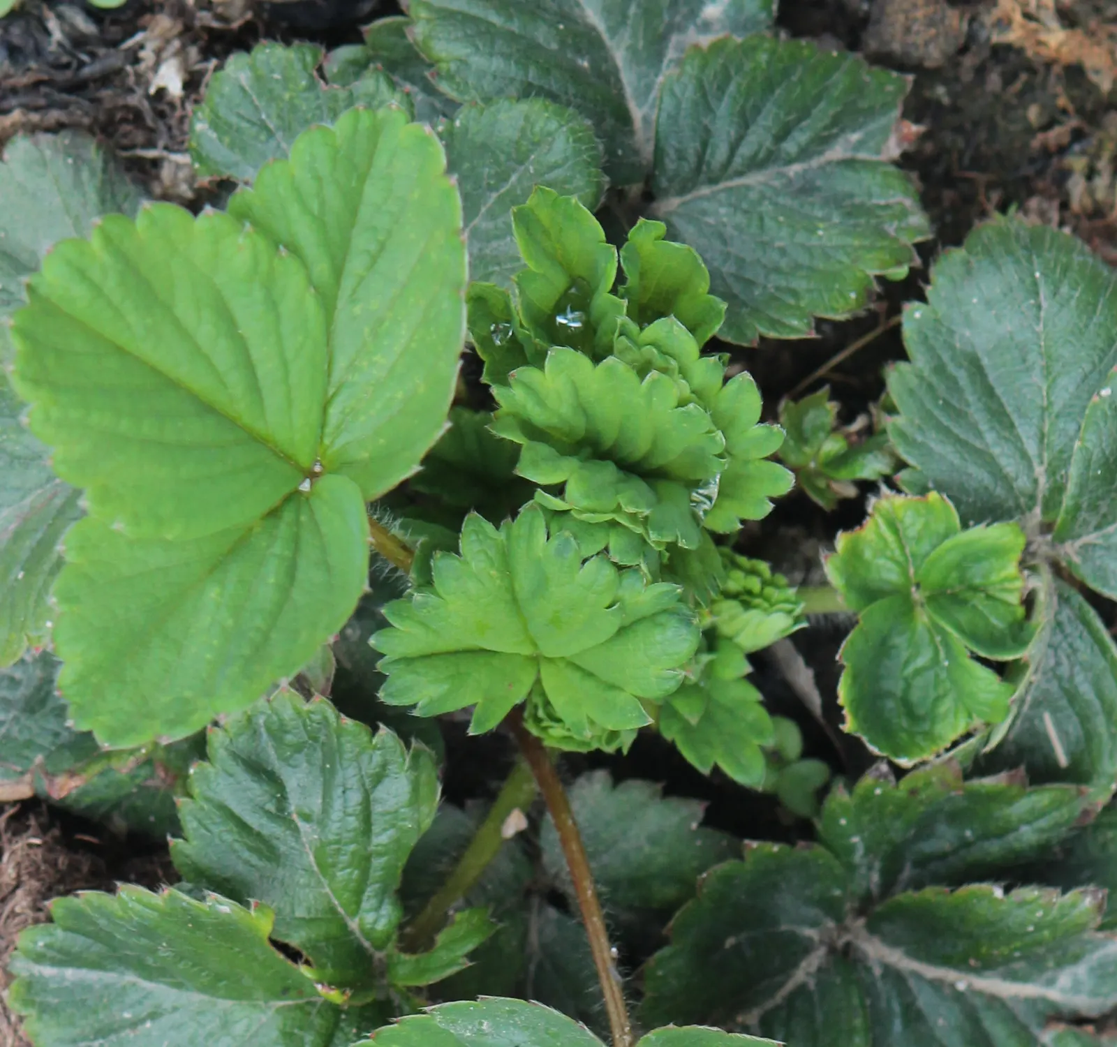 Strawberry (Fragaria X Ananassa) — five-petalled flowers in spring; strawberry (Fragaria x ananassa) is a perennial fruit-bearing plant renowned, image 67