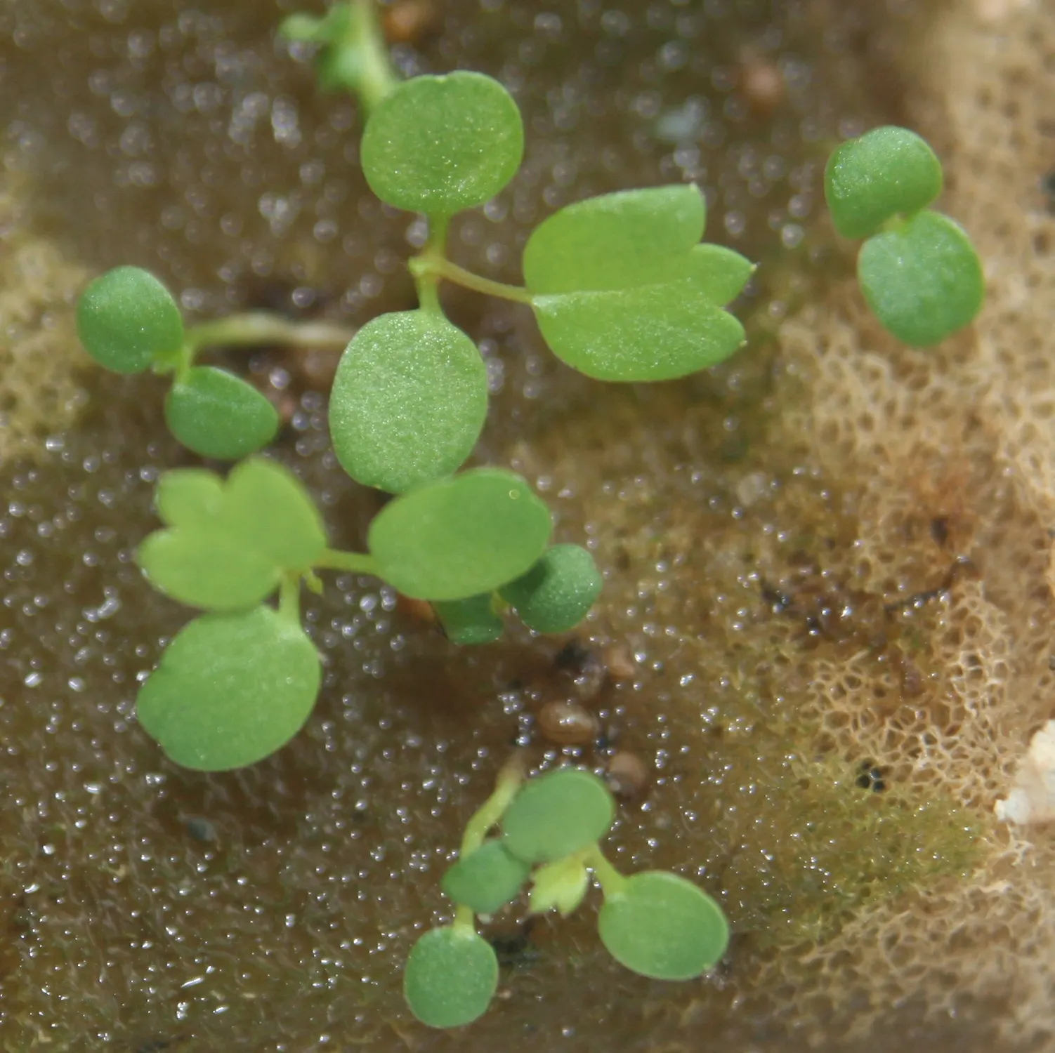 Strawberry (Fragaria X Ananassa) — To ensure optimum productivity and size; offering a prolonged season of interest and yield.<br><br>Strawberries, image 76
