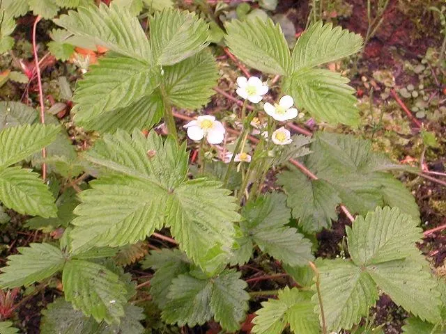 Strawberry (Fragaria X Ananassa) — Strawberry (Fragaria x ananassa) is a perennial fruit-bearing plant renowned for its sweet; regular watering is crucial