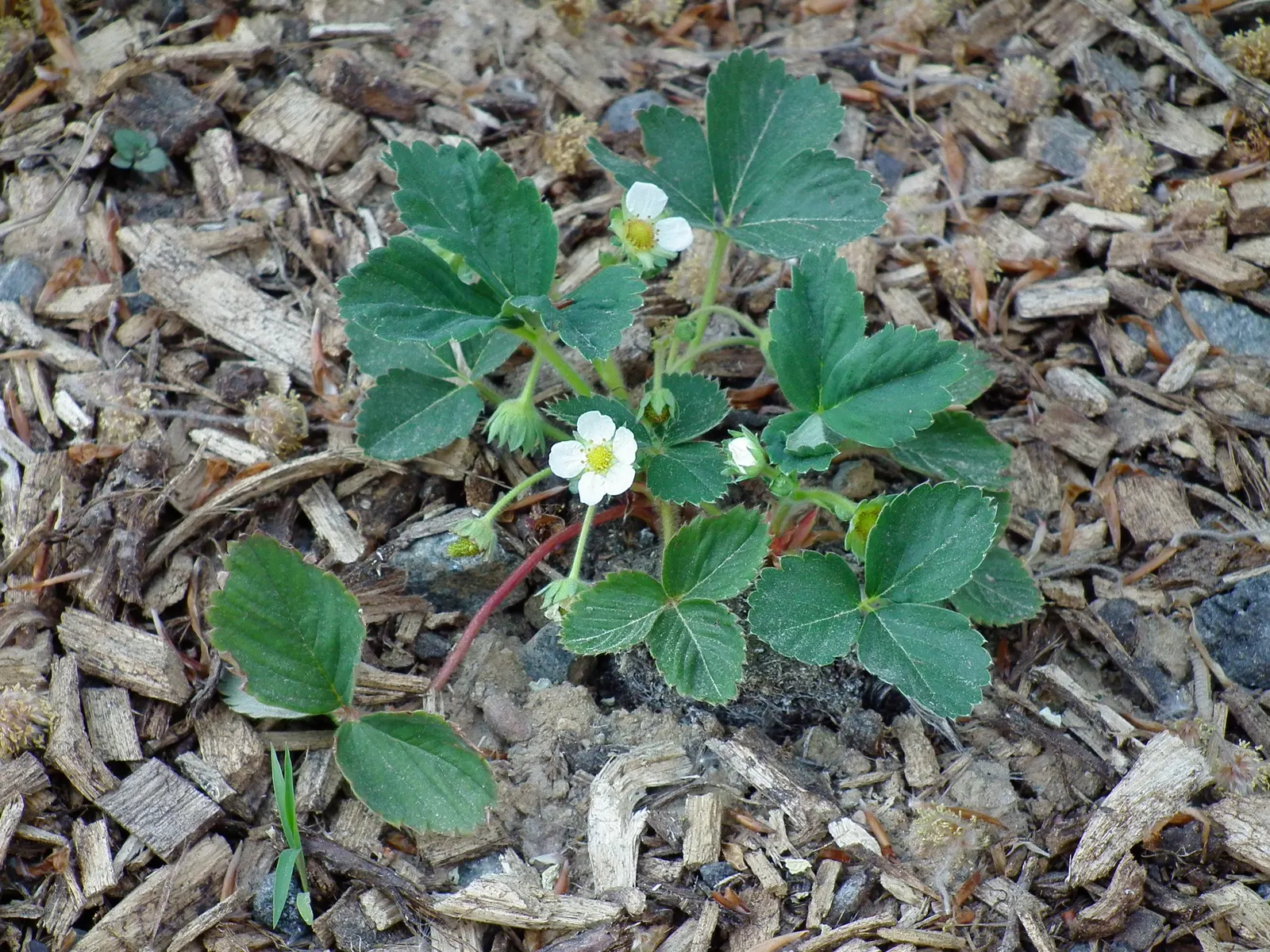 Strawberry (Fragaria X Ananassa) — Ideal for ground cover, borders, or containers, image 59