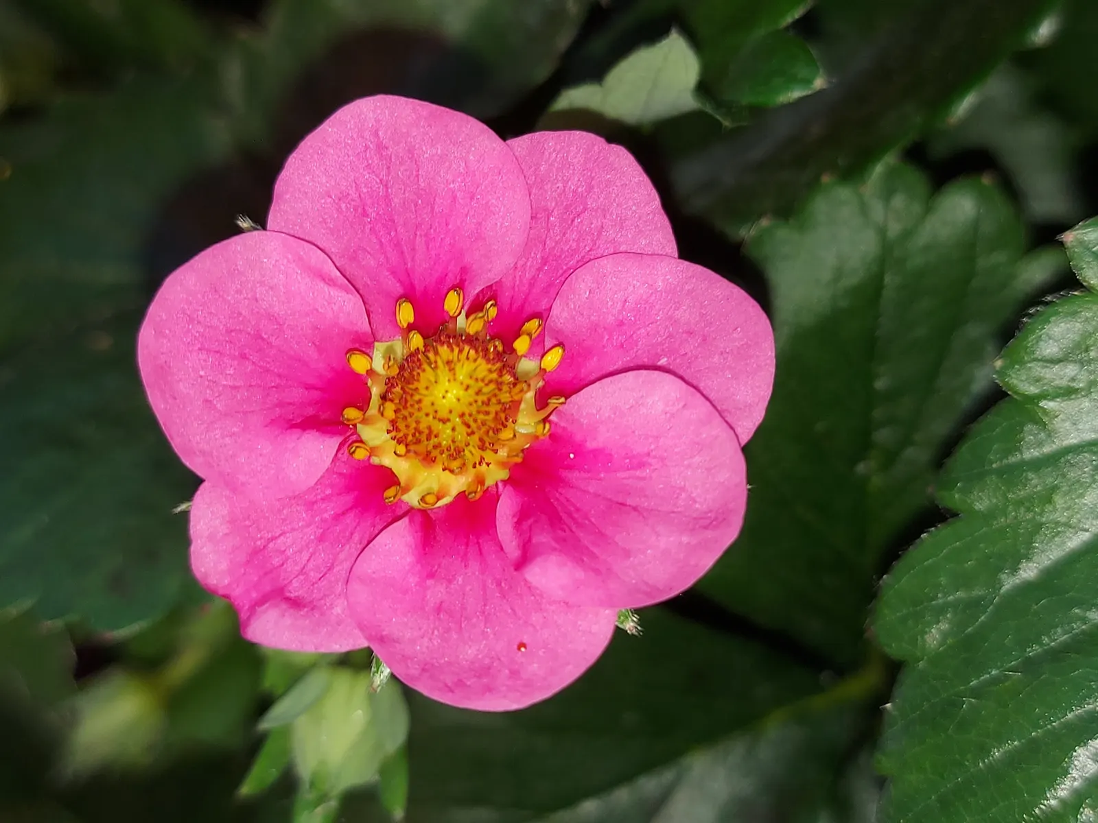 Strawberry (Fragaria X Ananassa) — white flowers in the garden; thriving with at least six to eight hours of direct sunlight per day
