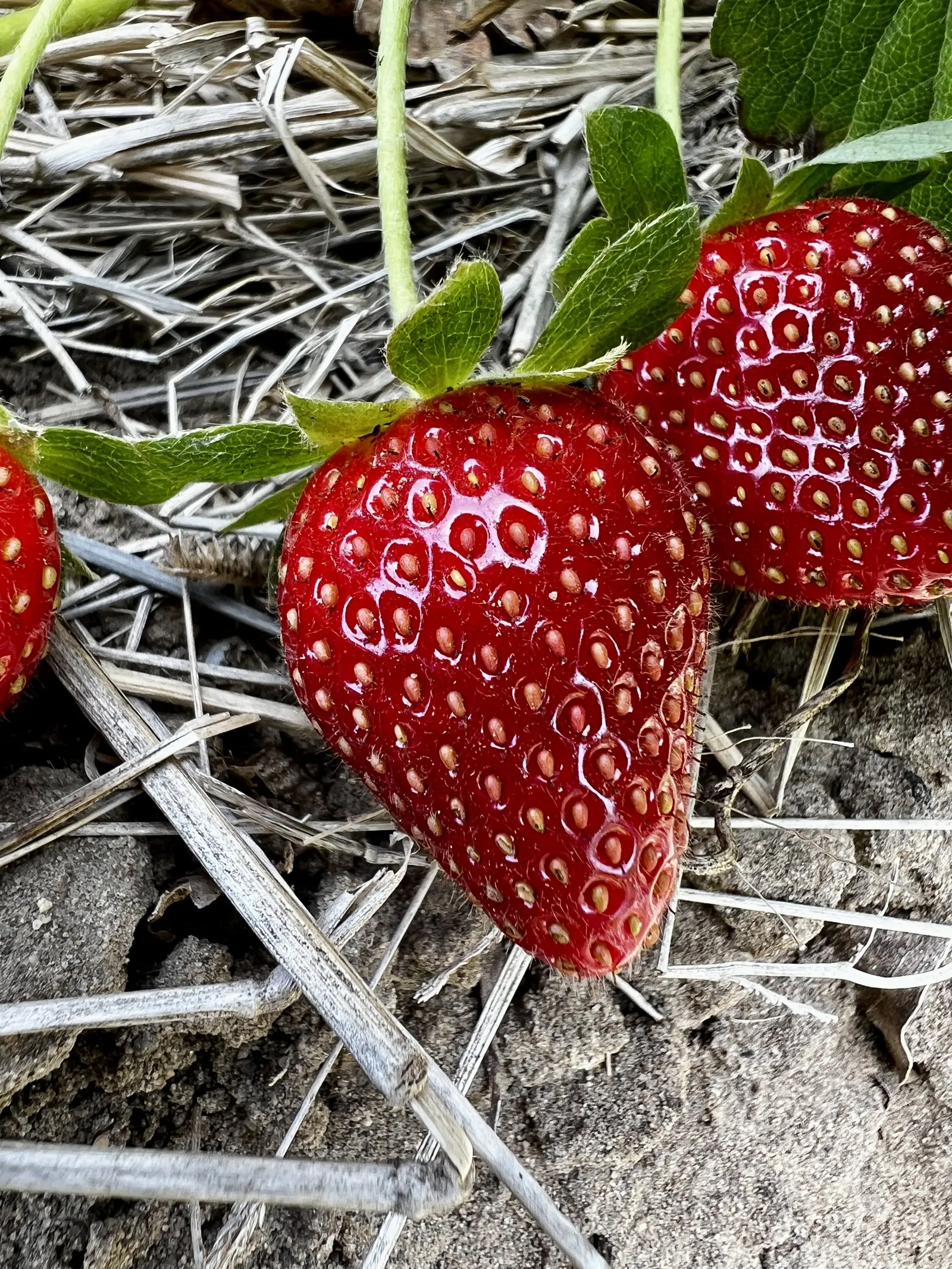 Strawberry (Fragaria X Ananassa) — which can be harvested from early summer into fall; but not waterlogged soil is the goal