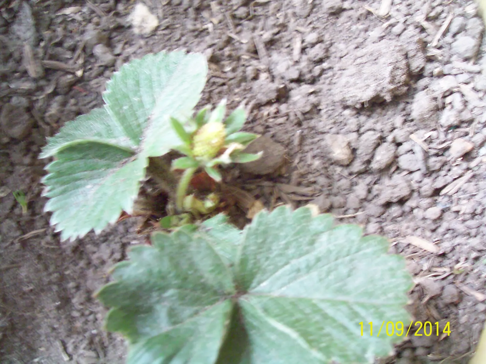 Strawberry (Fragaria X Ananassa) — which can be harvested from early summer into fall
