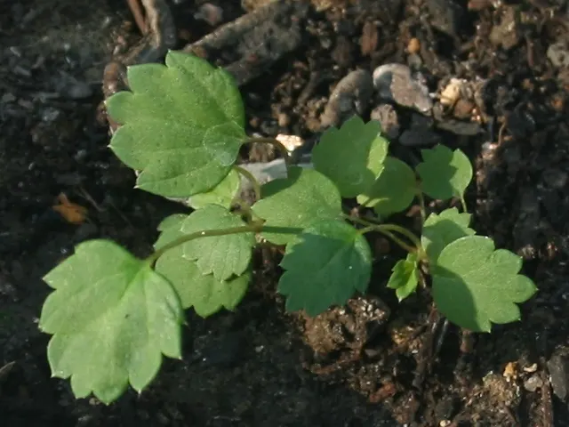 Strawberry (Fragaria X Ananassa) — thriving with at least six to eight hours of direct sunlight per day