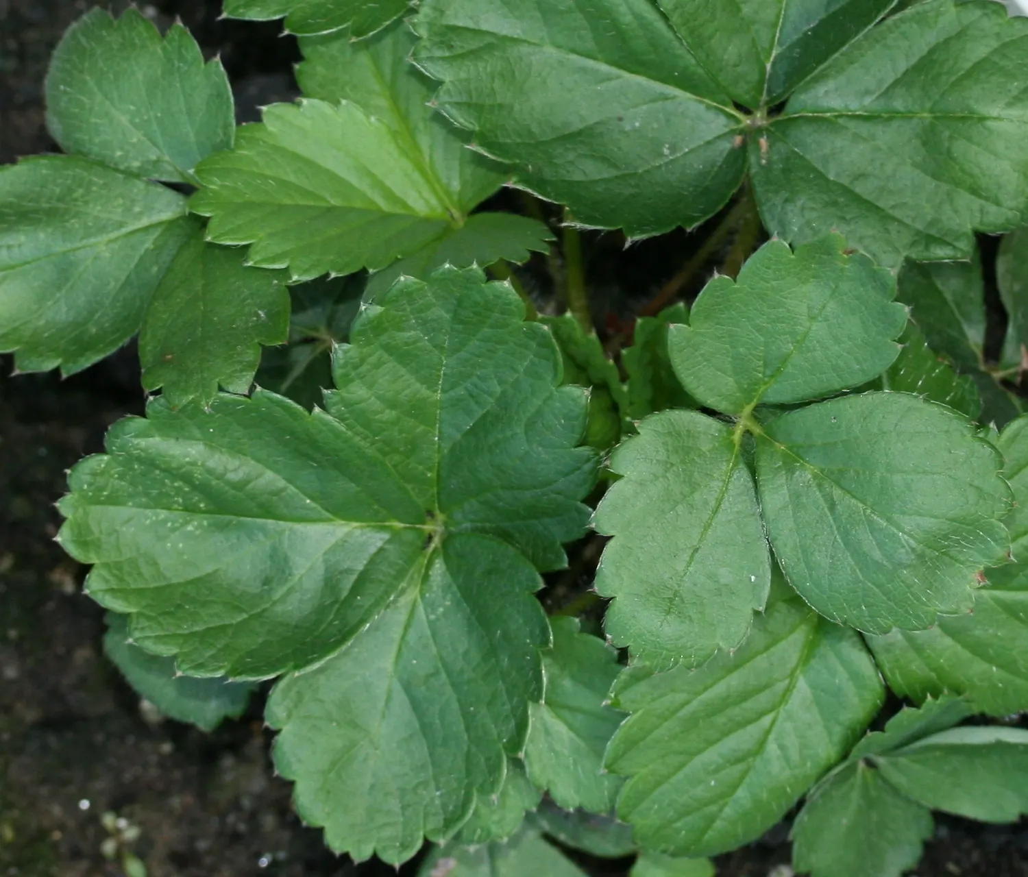 Strawberry (Fragaria X Ananassa) — requiring full sun and well-drained soil with a pH between 5.5 and 7.0; with a slightly acidic to neutral pH, image 84