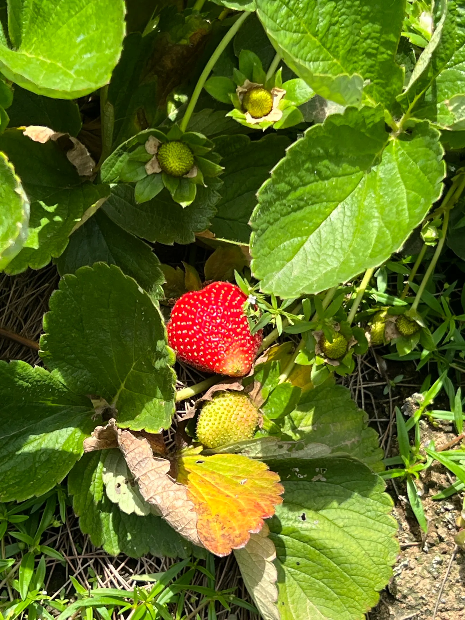 Strawberry (Fragaria X Ananassa) — Regular watering is crucial; to ensure optimum productivity and size, image 73