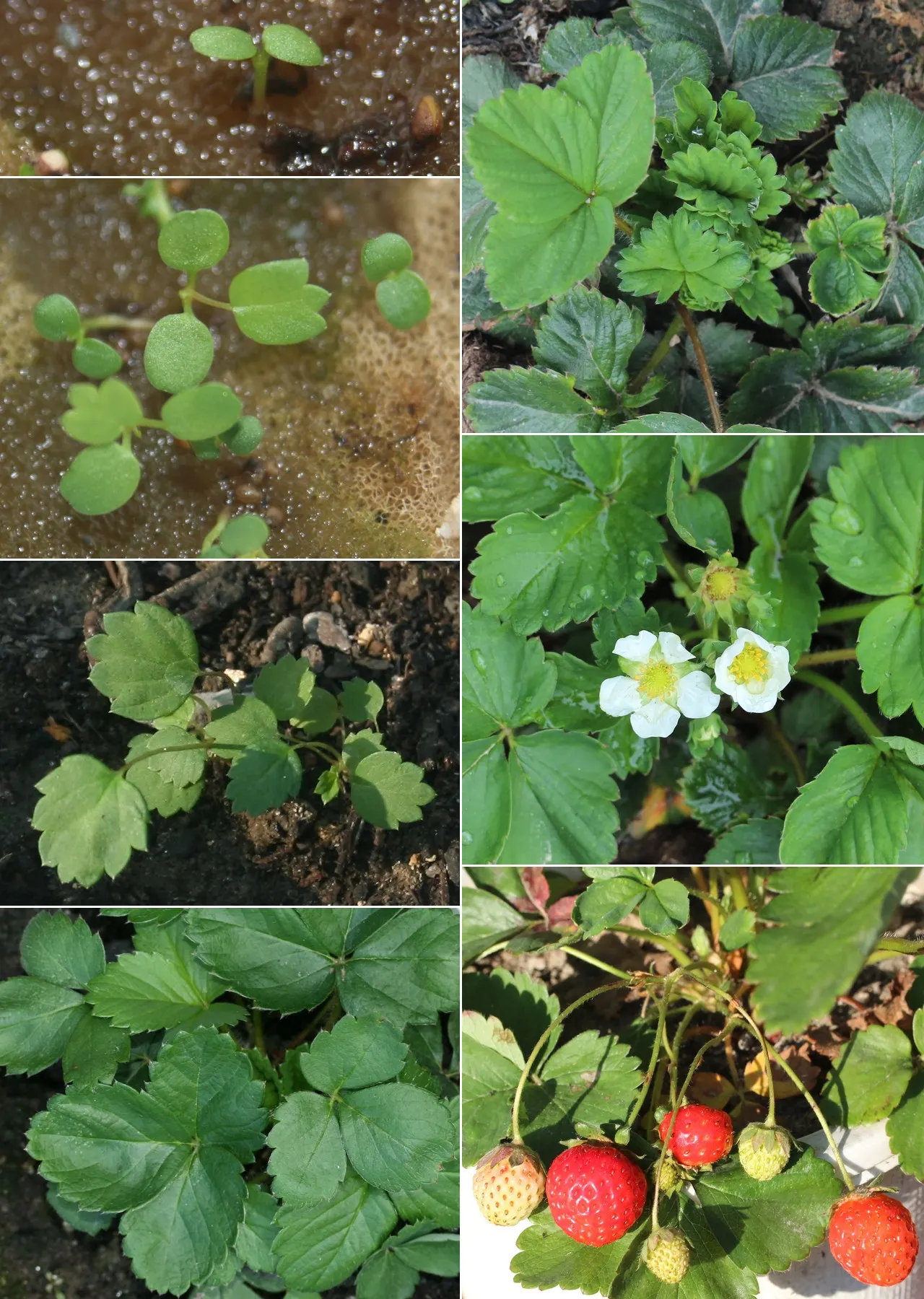 Strawberry (Fragaria X Ananassa) — five-petalled flowers in spring