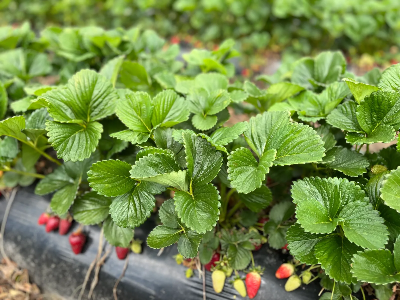 Strawberry (Fragaria X Ananassa) — with a slightly acidic to neutral pH ranging from 5.5 to 7.0; which can be harvested from early summer into fall