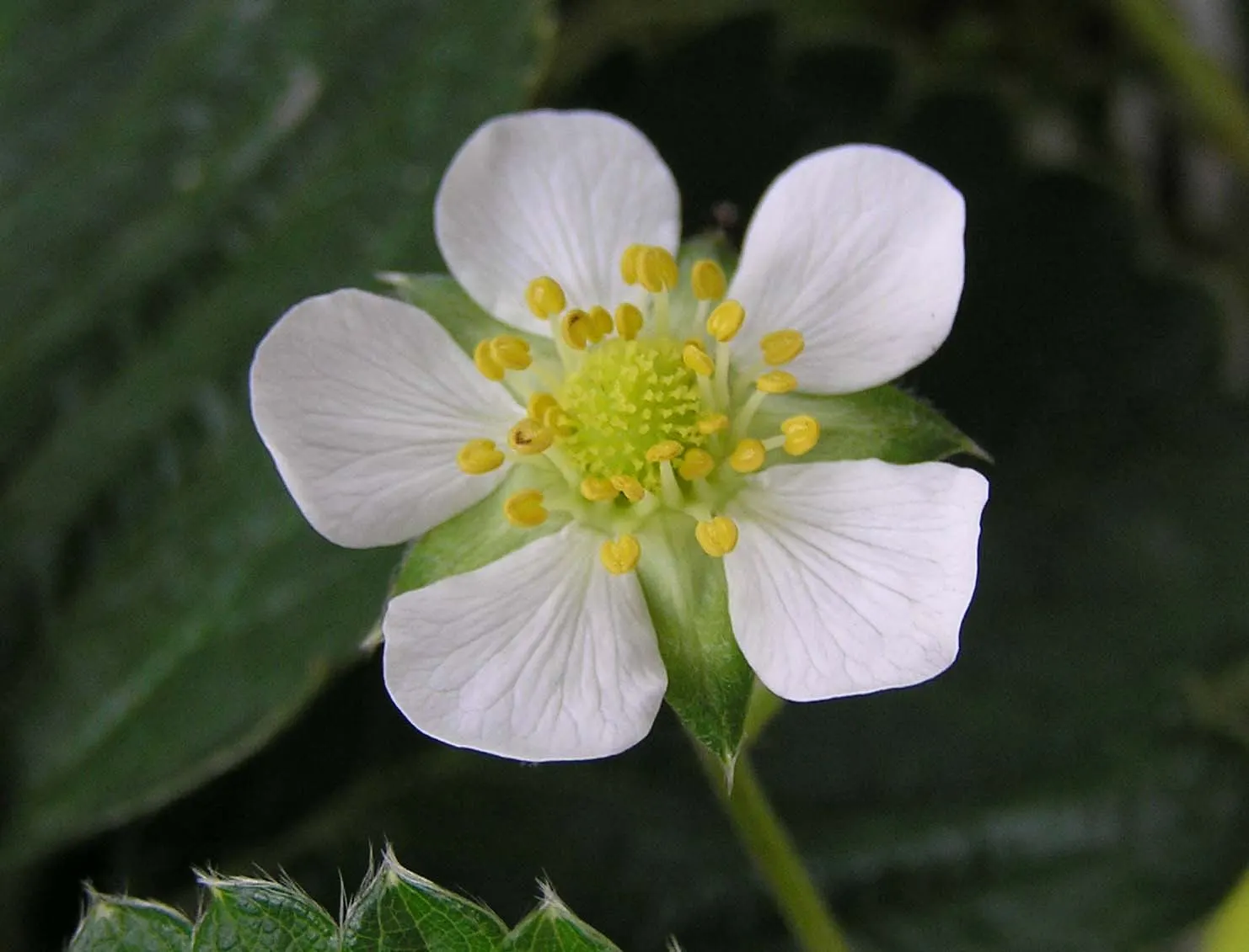 Strawberry (Fragaria X Ananassa) — white flowers in the garden