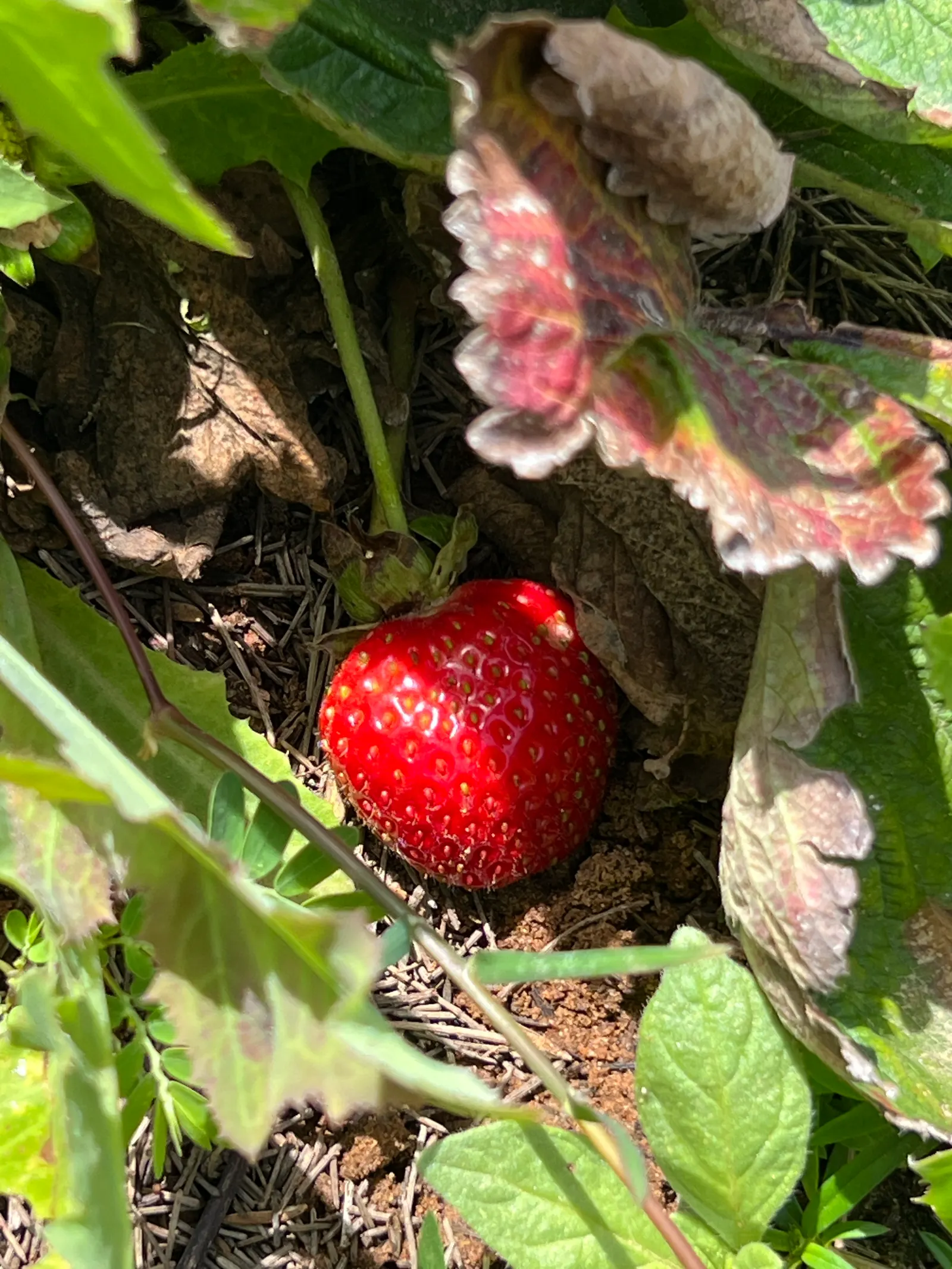 Strawberry (Fragaria X Ananassa) — As an integral part of any edible landscape design; ground cover / perennial with white blooms, image 62