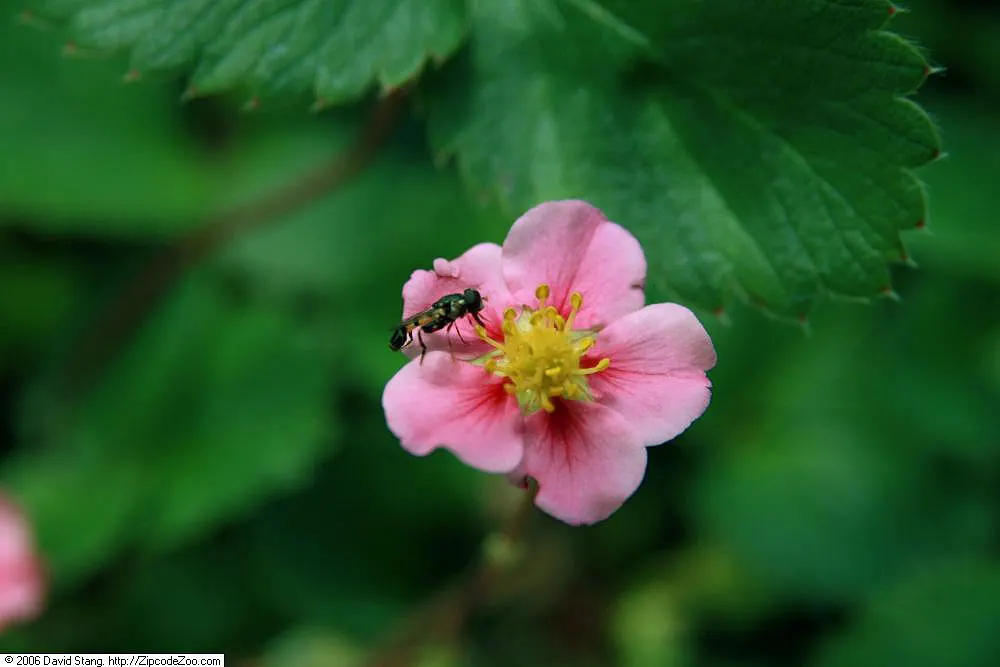 Strawberry (Fragaria X Ananassa) — Ideal for ground cover, borders, or containers, image 32
