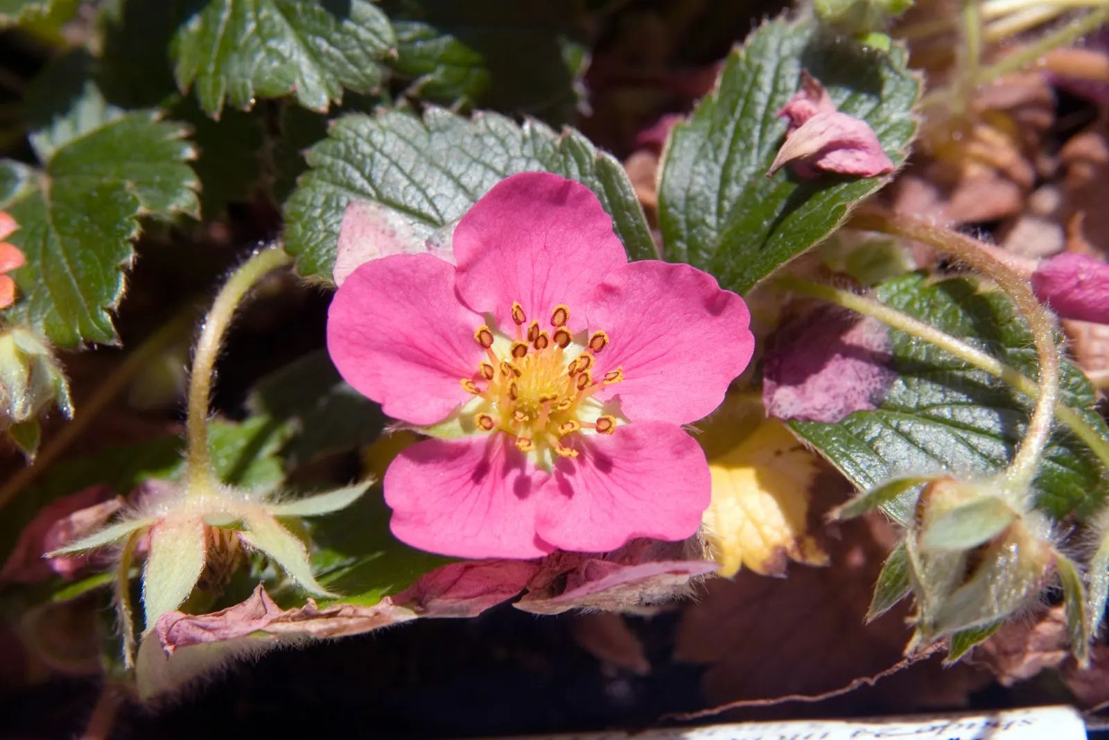Strawberry (Fragaria X Ananassa) — To ensure optimum productivity and size; offering a prolonged season of interest and yield.<br><br>Strawberries demand