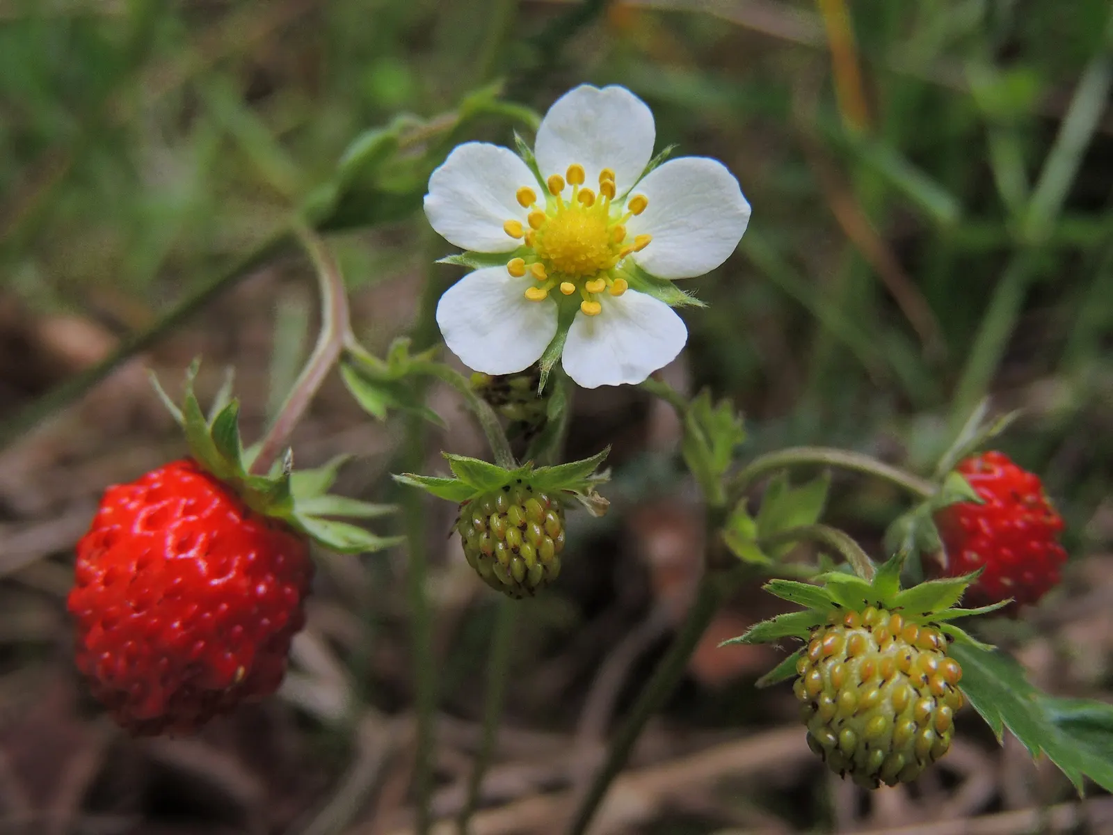 Strawberry (Fragaria X Ananassa) — five-petalled flowers in spring; strawberry (Fragaria x ananassa) is a perennial fruit-bearing plant renowned for its sweet
