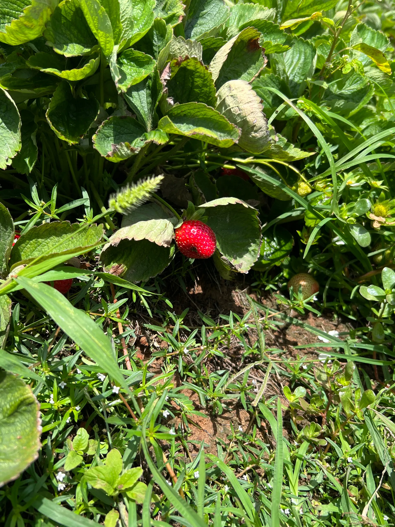 Strawberry (Fragaria X Ananassa) — which can be harvested from early summer into fall; but not waterlogged soil is the goal, image 69